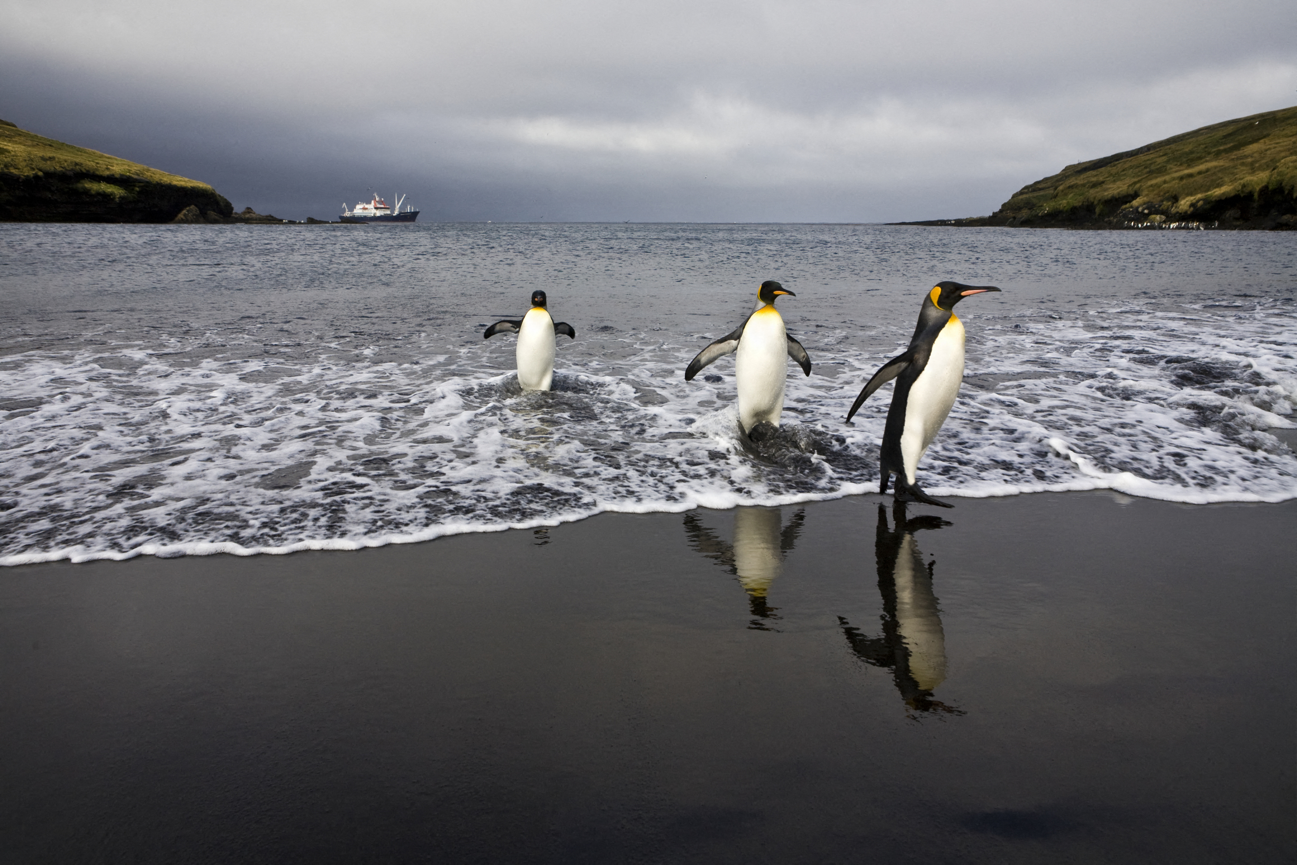 Pinguïns evolueren steeds trager