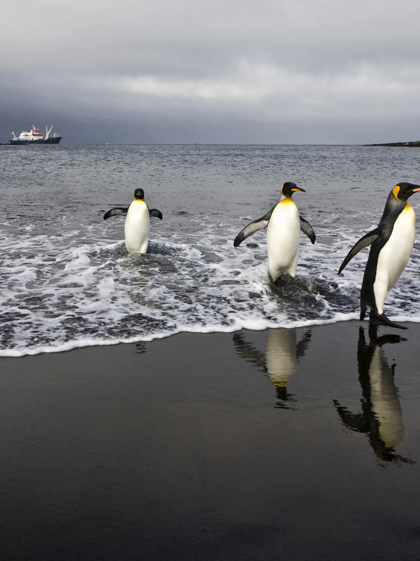 Pinguïns evolueren steeds trager