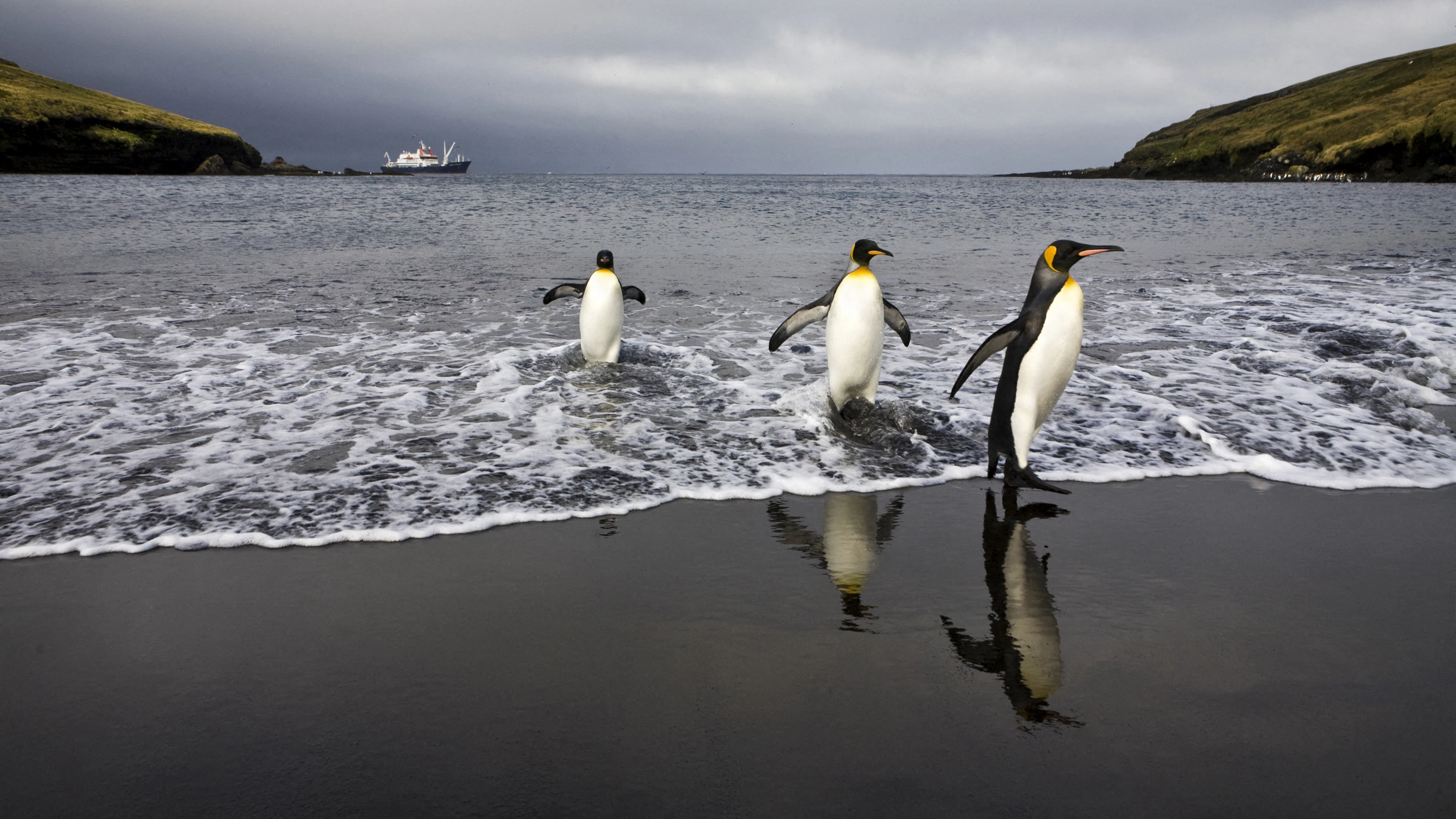 Pinguïns evolueren steeds trager