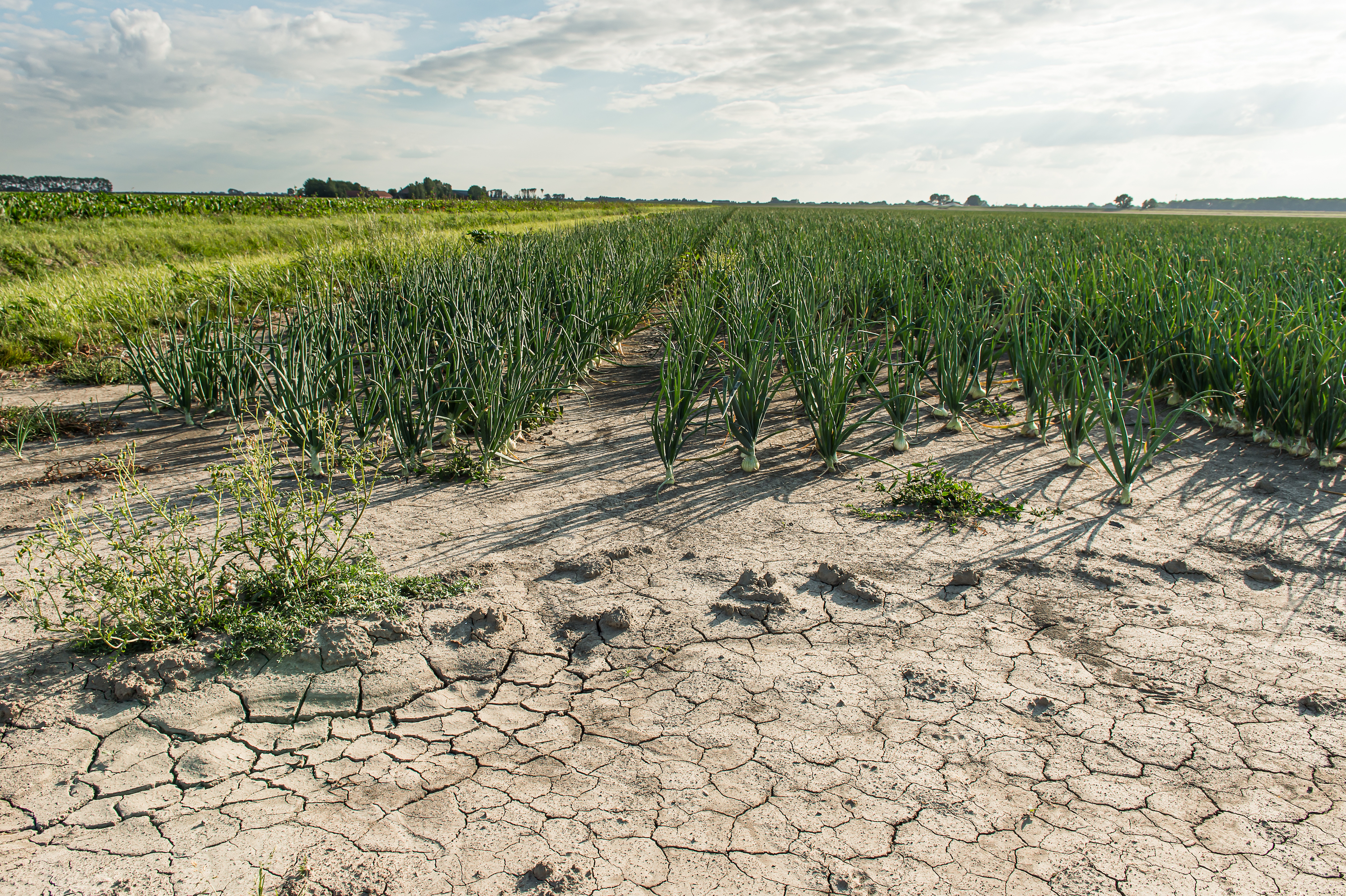 Geef planten ethanol tegen de dorst