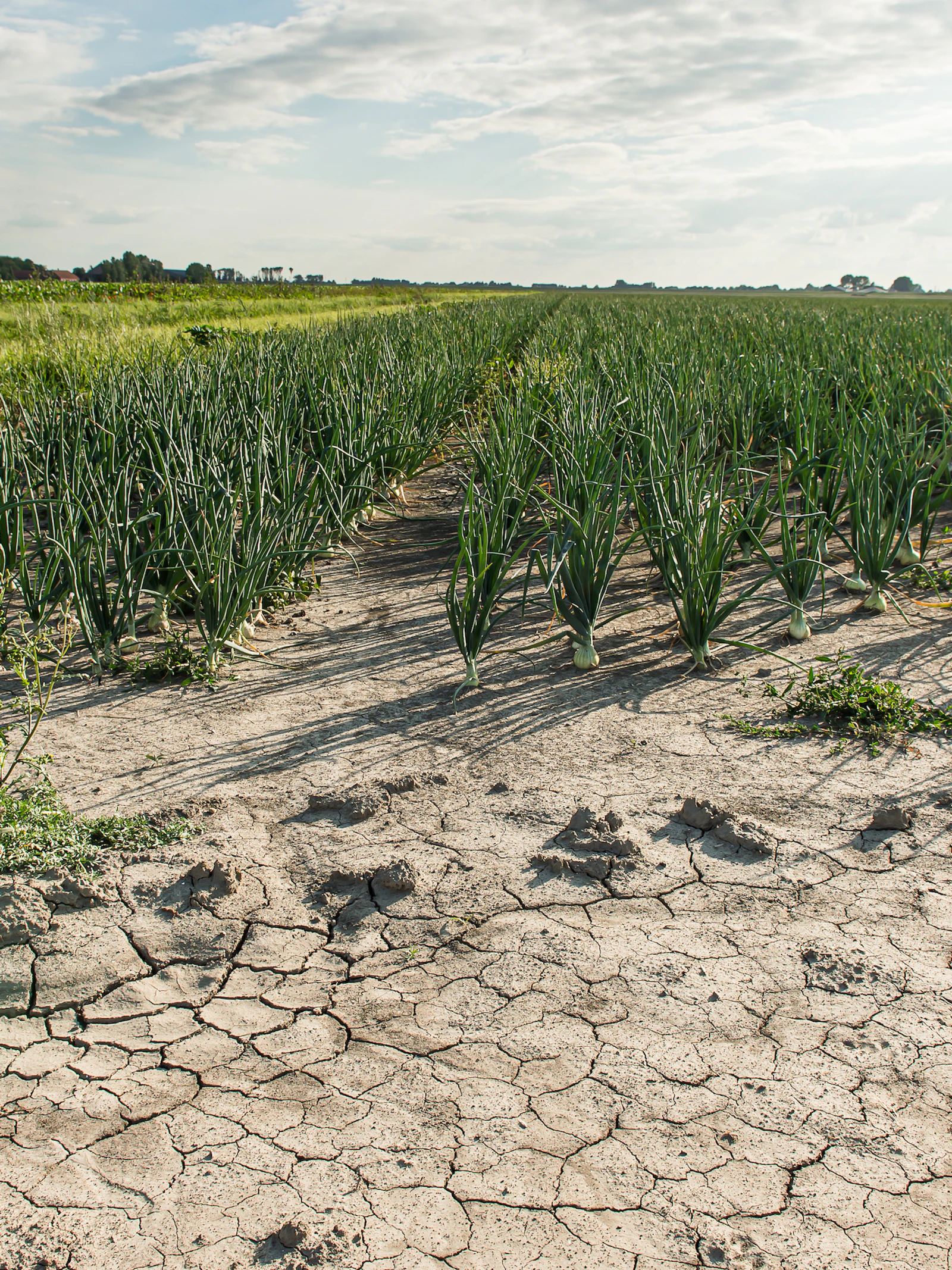 Geef planten ethanol tegen de dorst