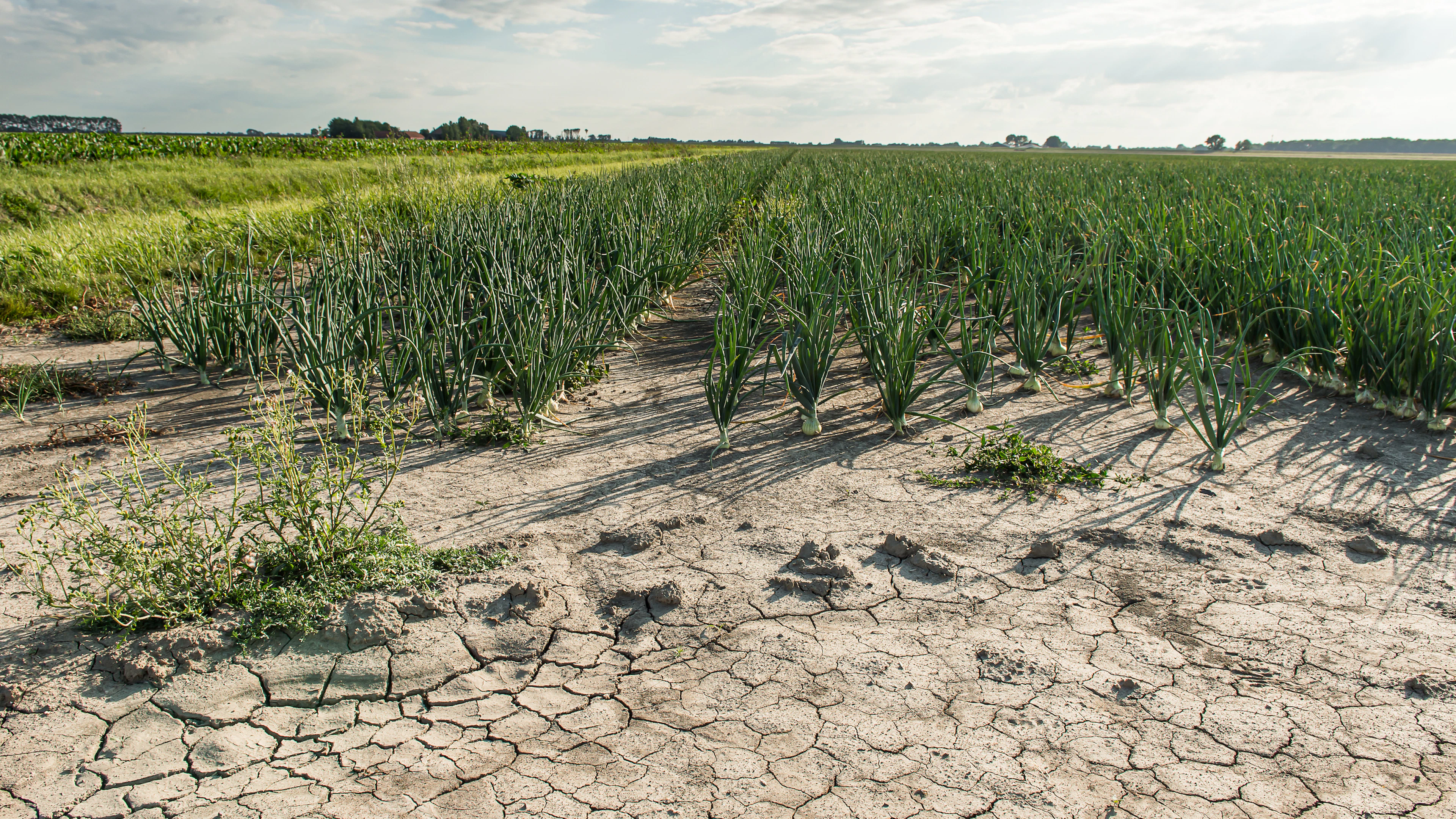 Geef planten ethanol tegen de dorst
