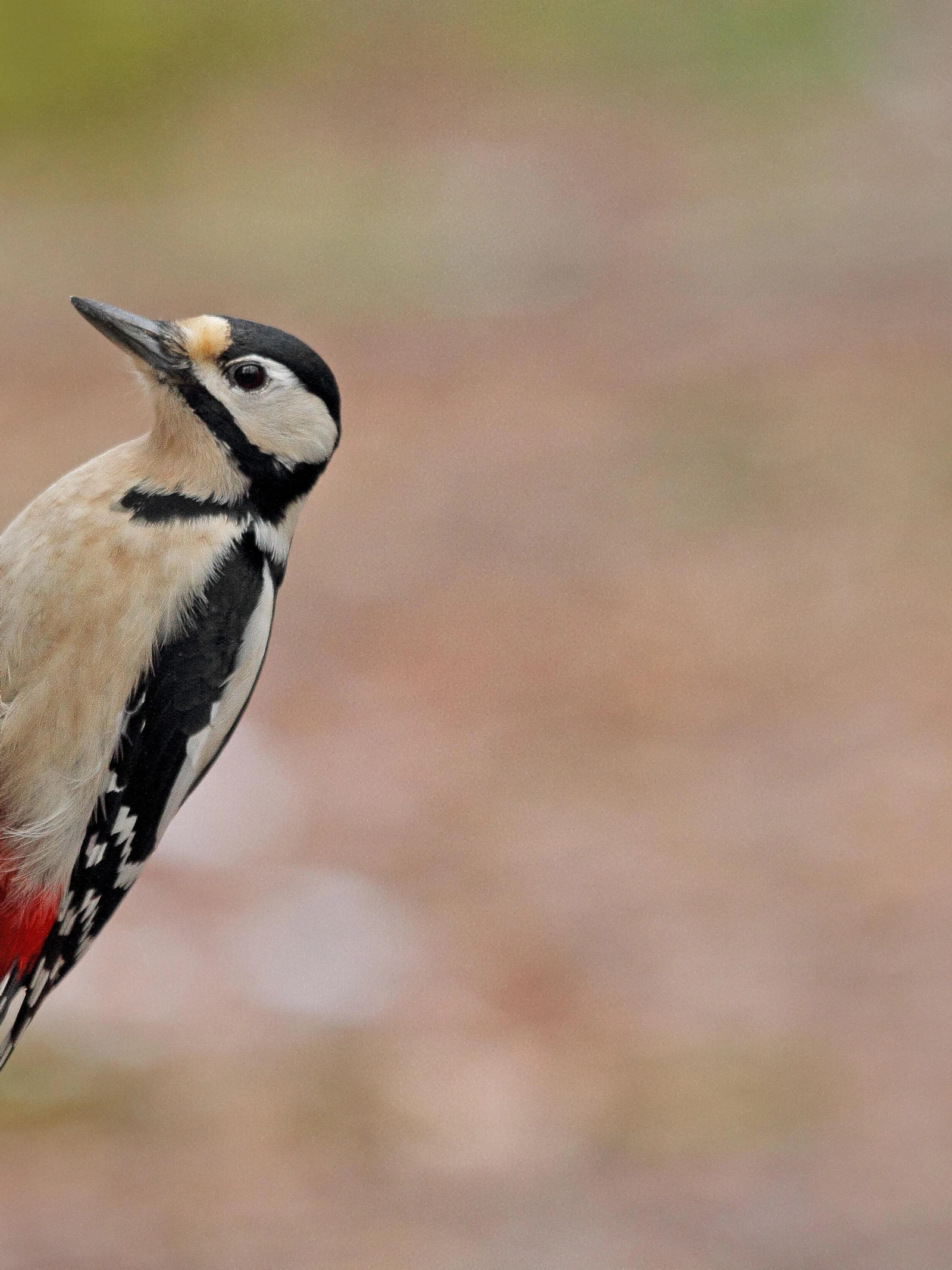 Hameren van specht lijkt neurologisch op zingen van zangvogel