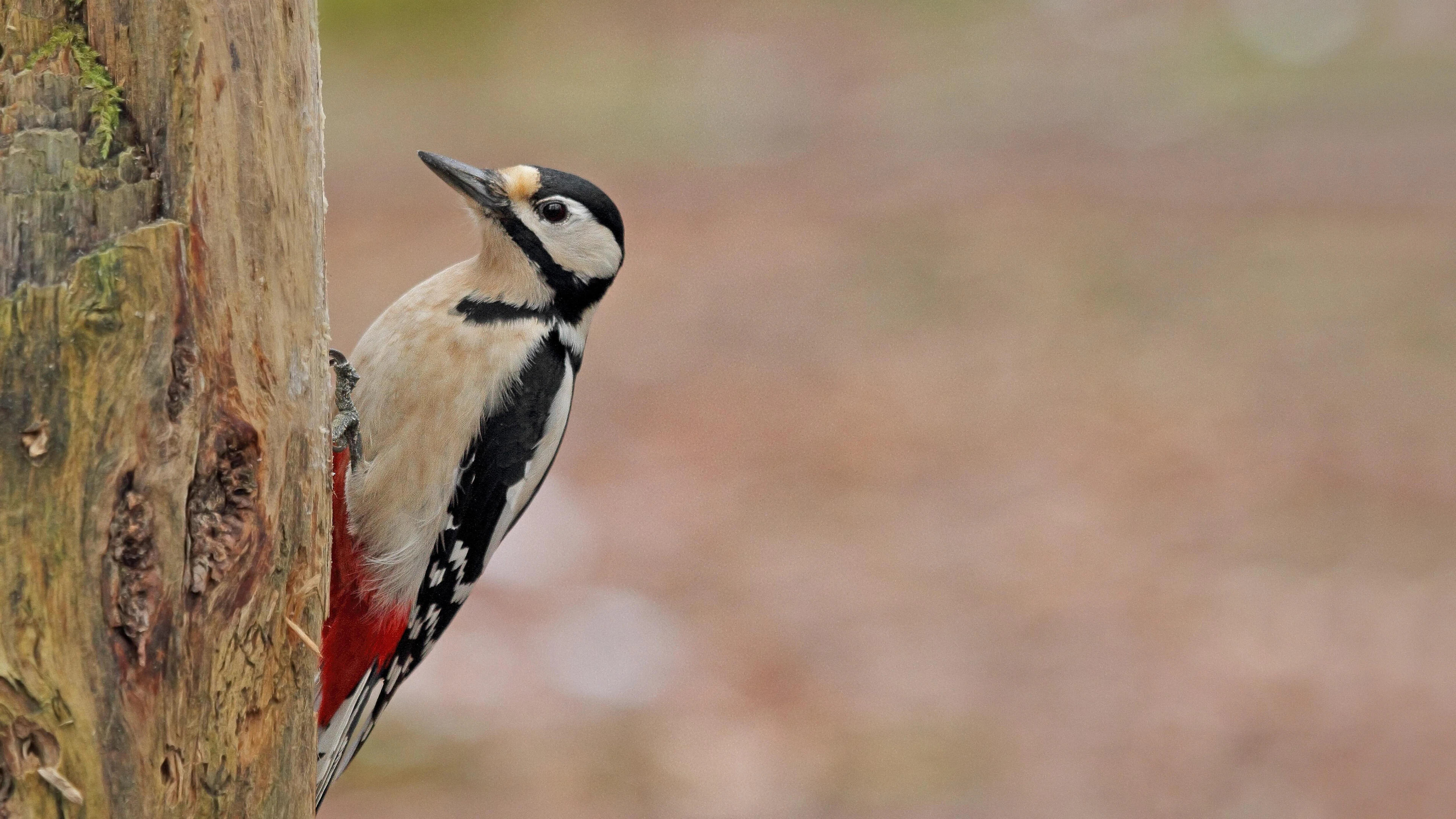 Hameren van specht lijkt neurologisch op zingen van zangvogel