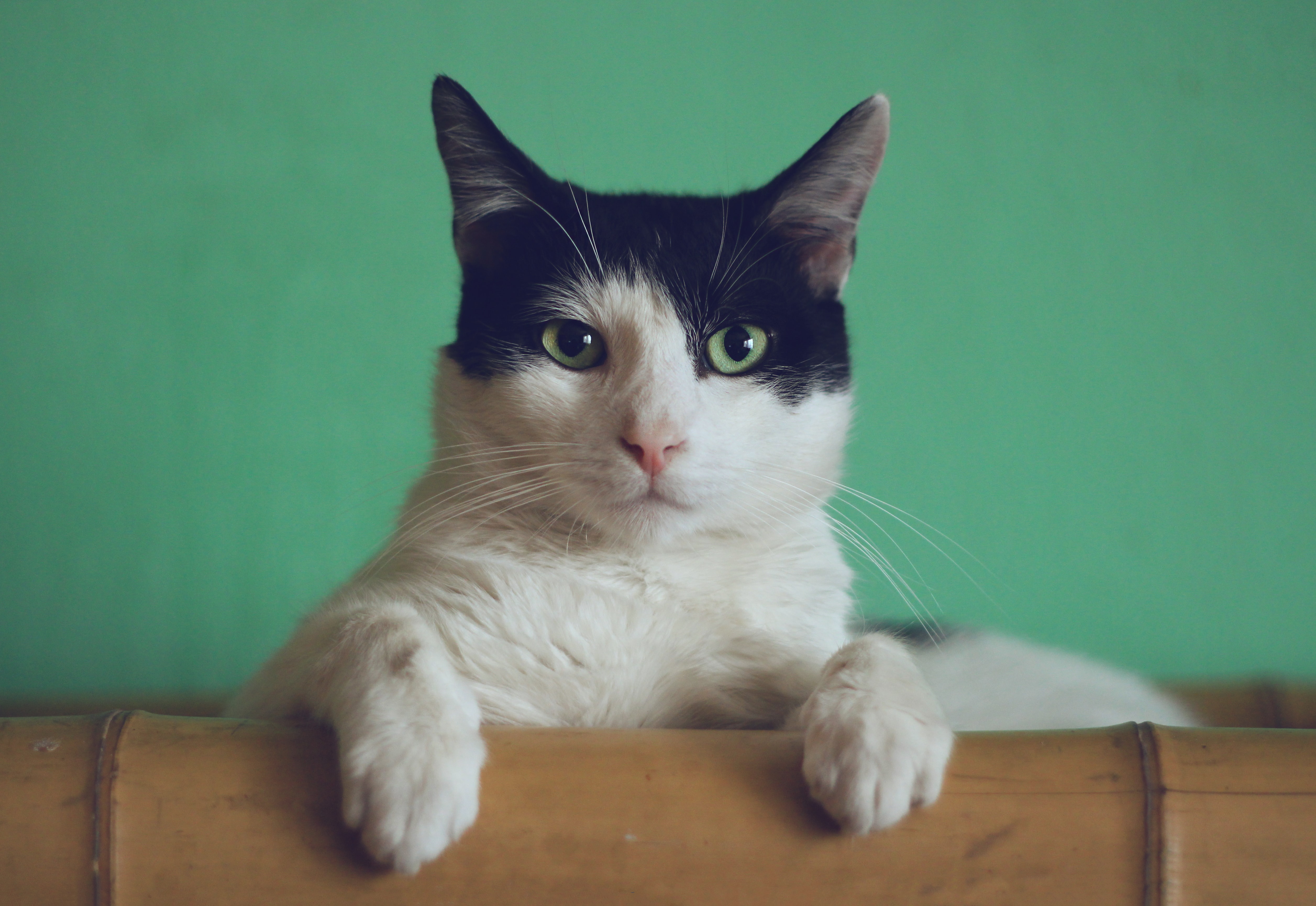 ‘Alles staat of valt met hoe we ons verhouden tot dieren’