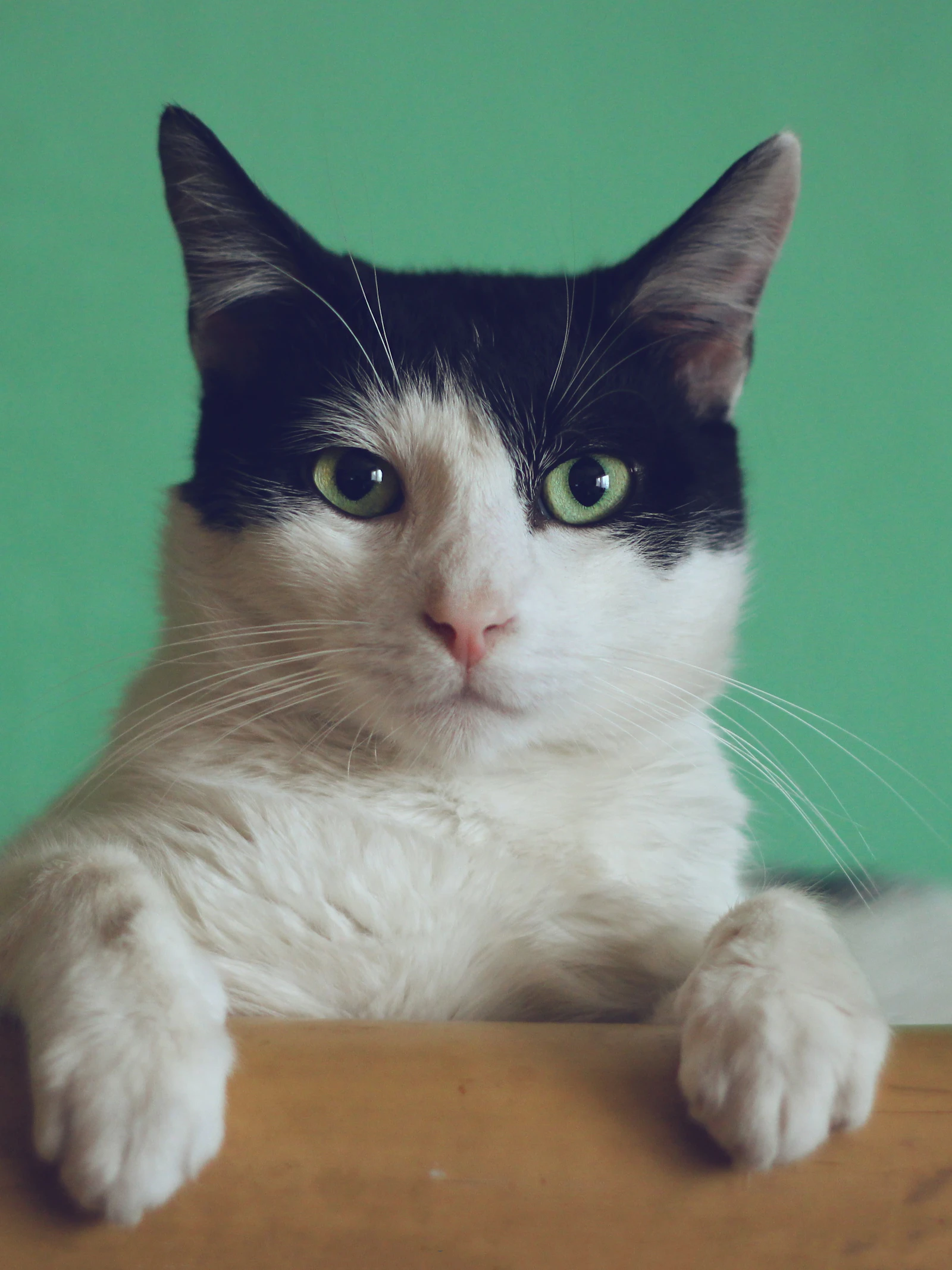 ‘Alles staat of valt met hoe we ons verhouden tot dieren’