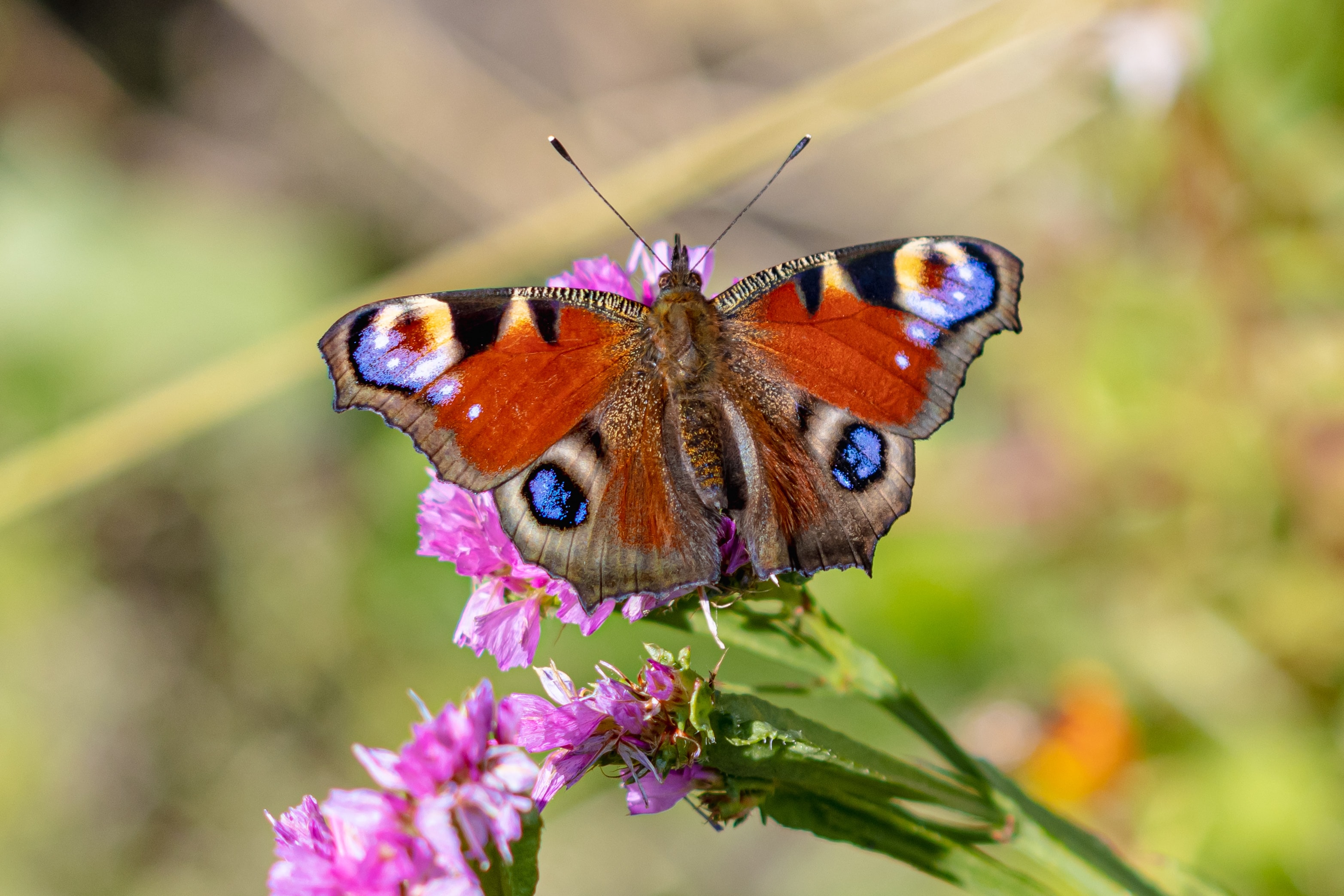 Rampzomer voor onze vlinders