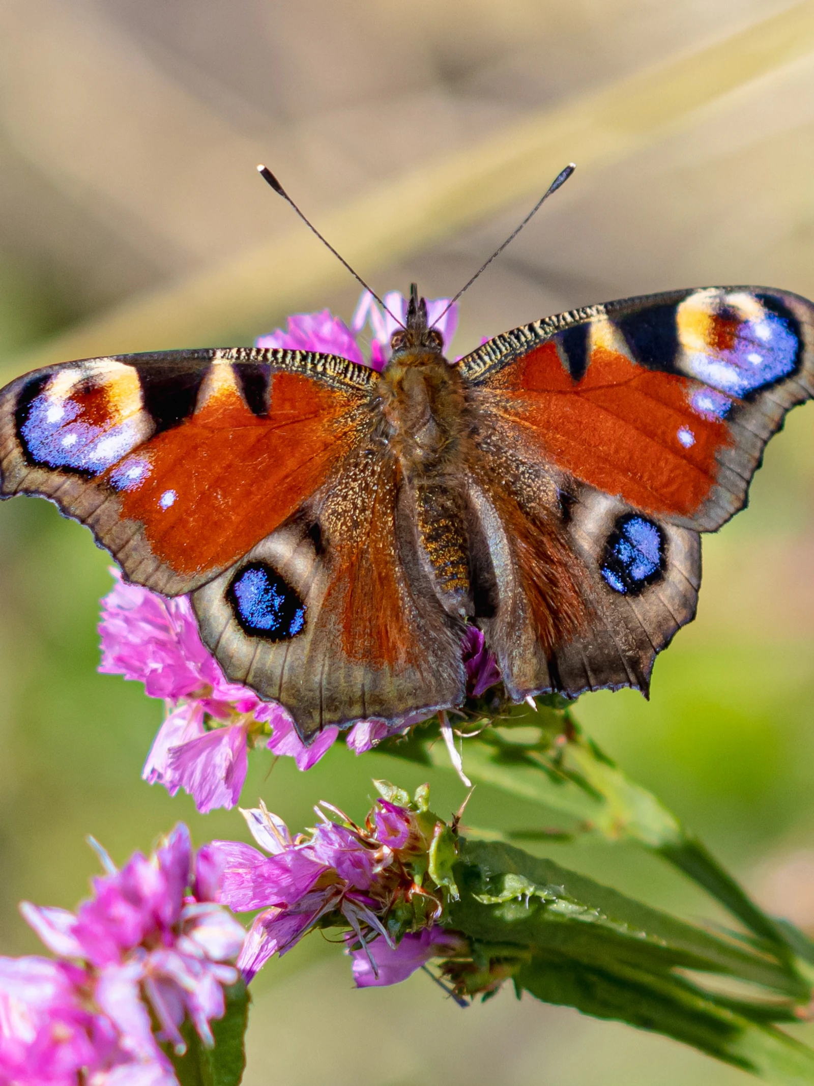 Rampzomer voor onze vlinders