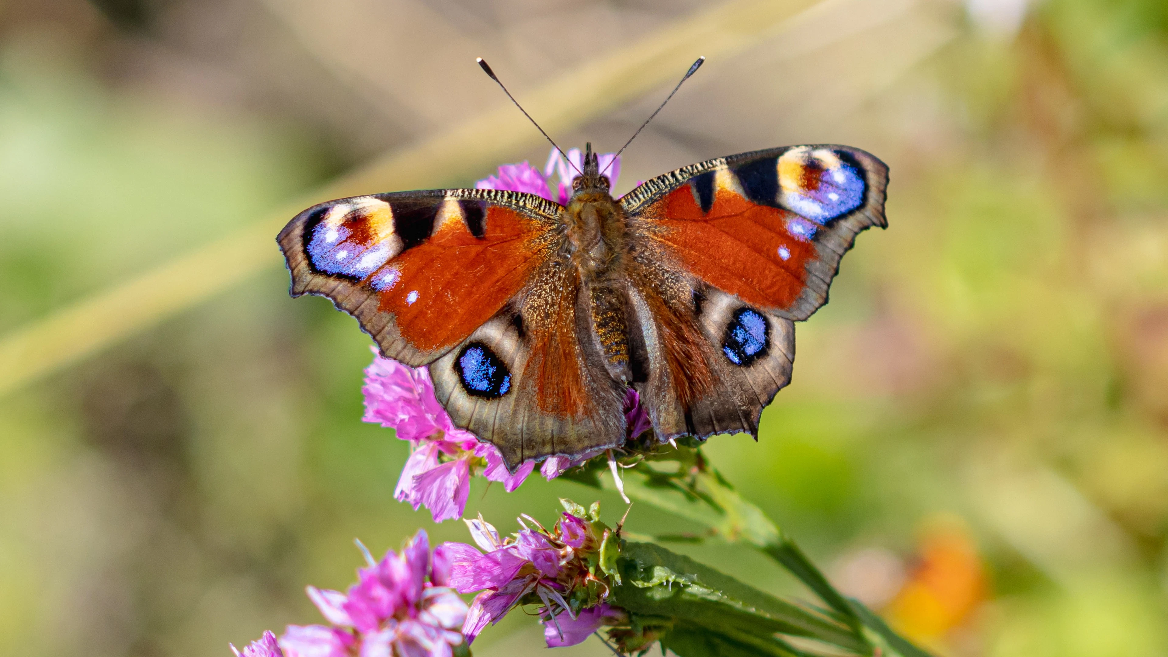 Rampzomer voor onze vlinders