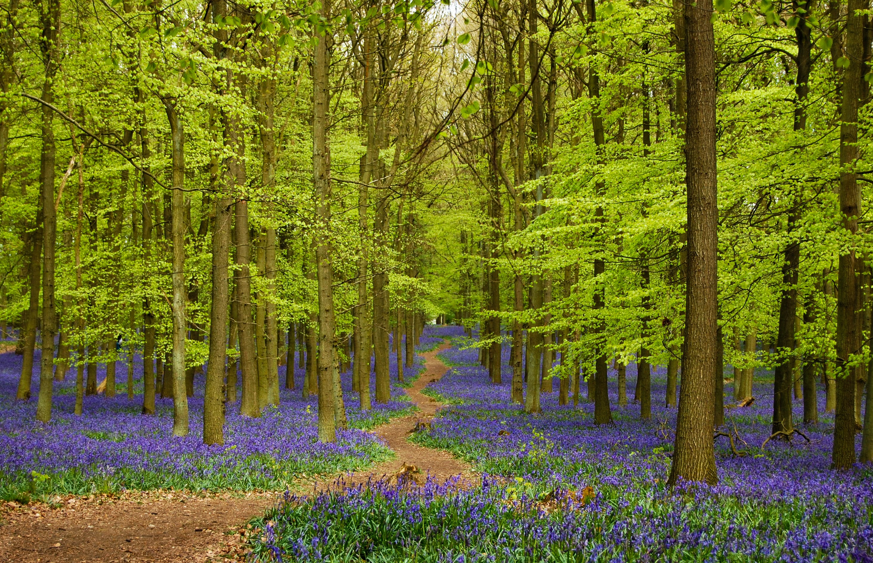 Wat is biodiversiteit? Een blik door de ogen van een bioloog