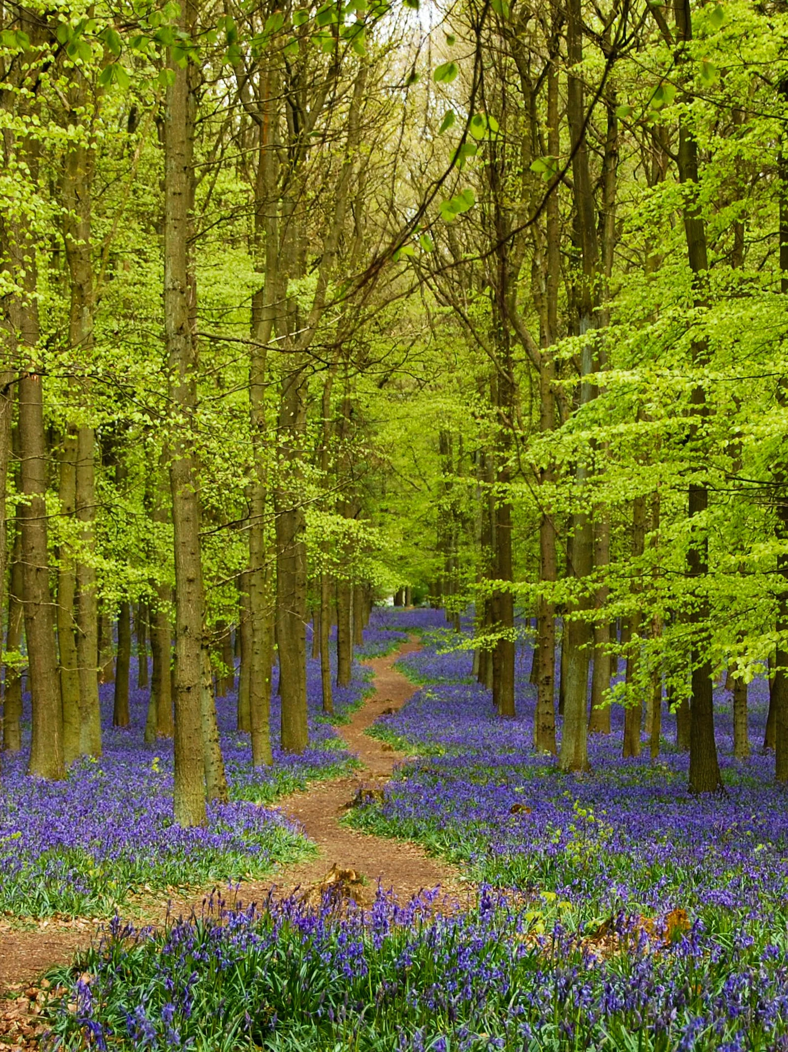 Wat is biodiversiteit? Een blik door de ogen van een bioloog