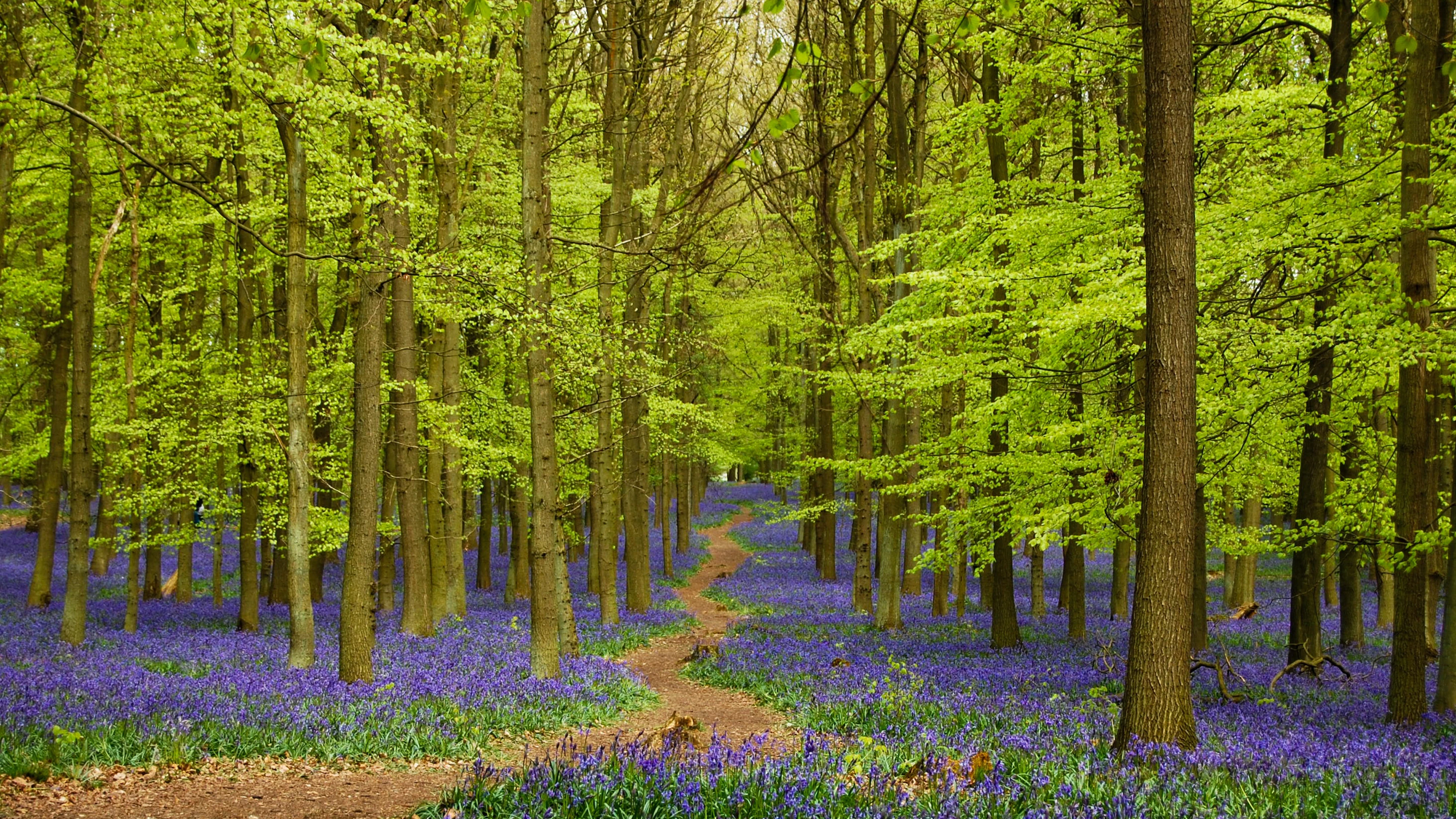Wat is biodiversiteit? Een blik door de ogen van een bioloog