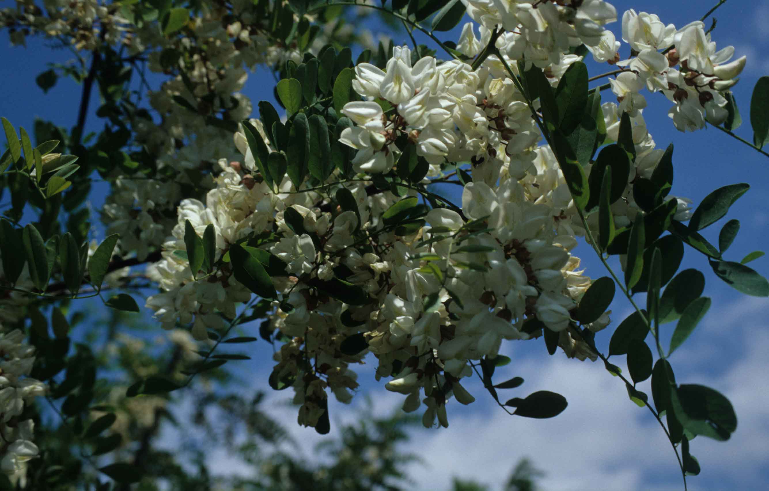 Verspreiding uitheemse planten draagt sporen van de kolonisatie