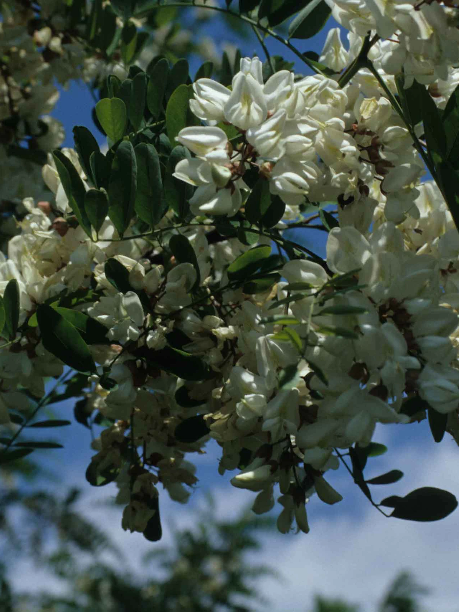 Verspreiding uitheemse planten draagt sporen van de kolonisatie