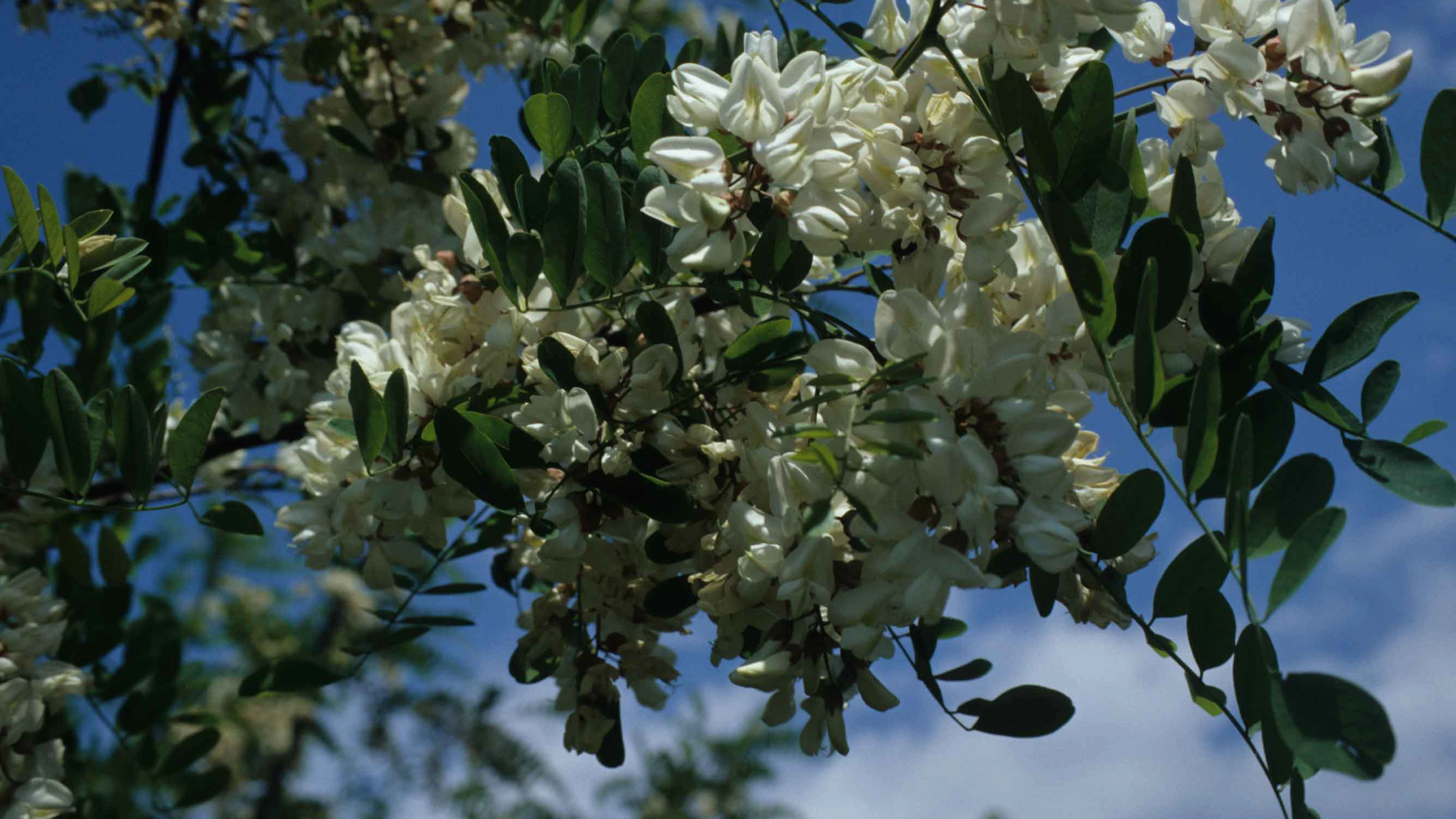 Verspreiding uitheemse planten draagt sporen van de kolonisatie