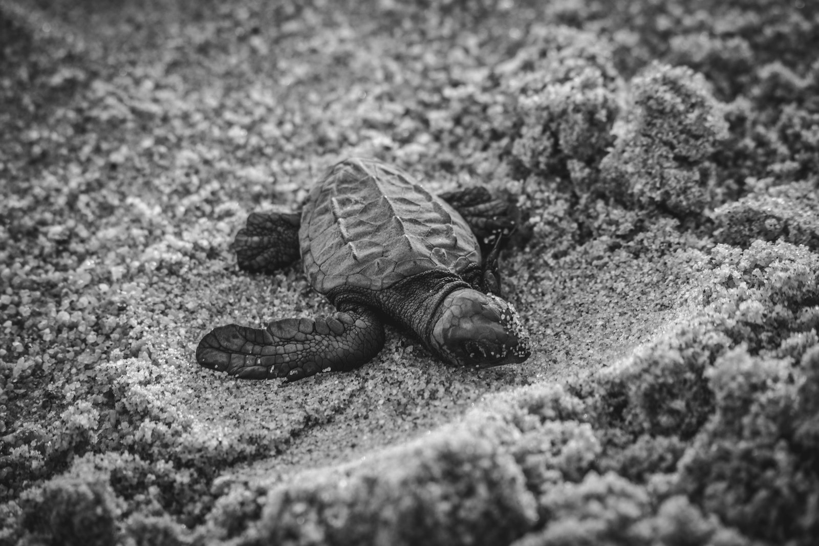 Sensor vermomd als zeeschildpaddenei om echte nesten te bestuderen