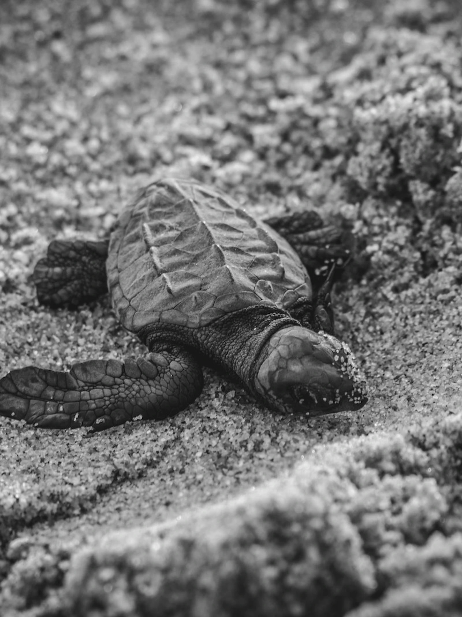 Sensor vermomd als zeeschildpaddenei om echte nesten te bestuderen