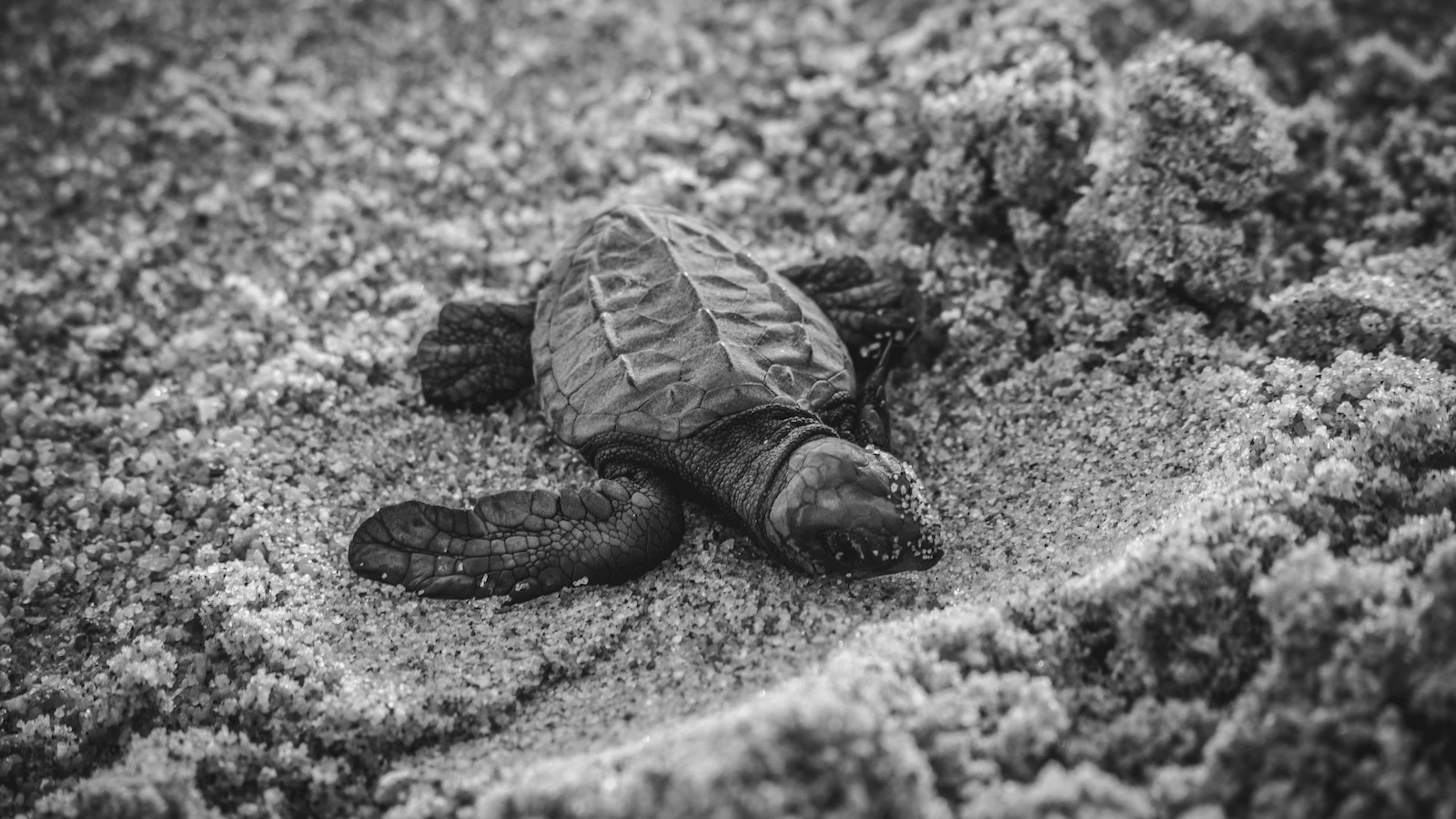 Sensor vermomd als zeeschildpaddenei om echte nesten te bestuderen