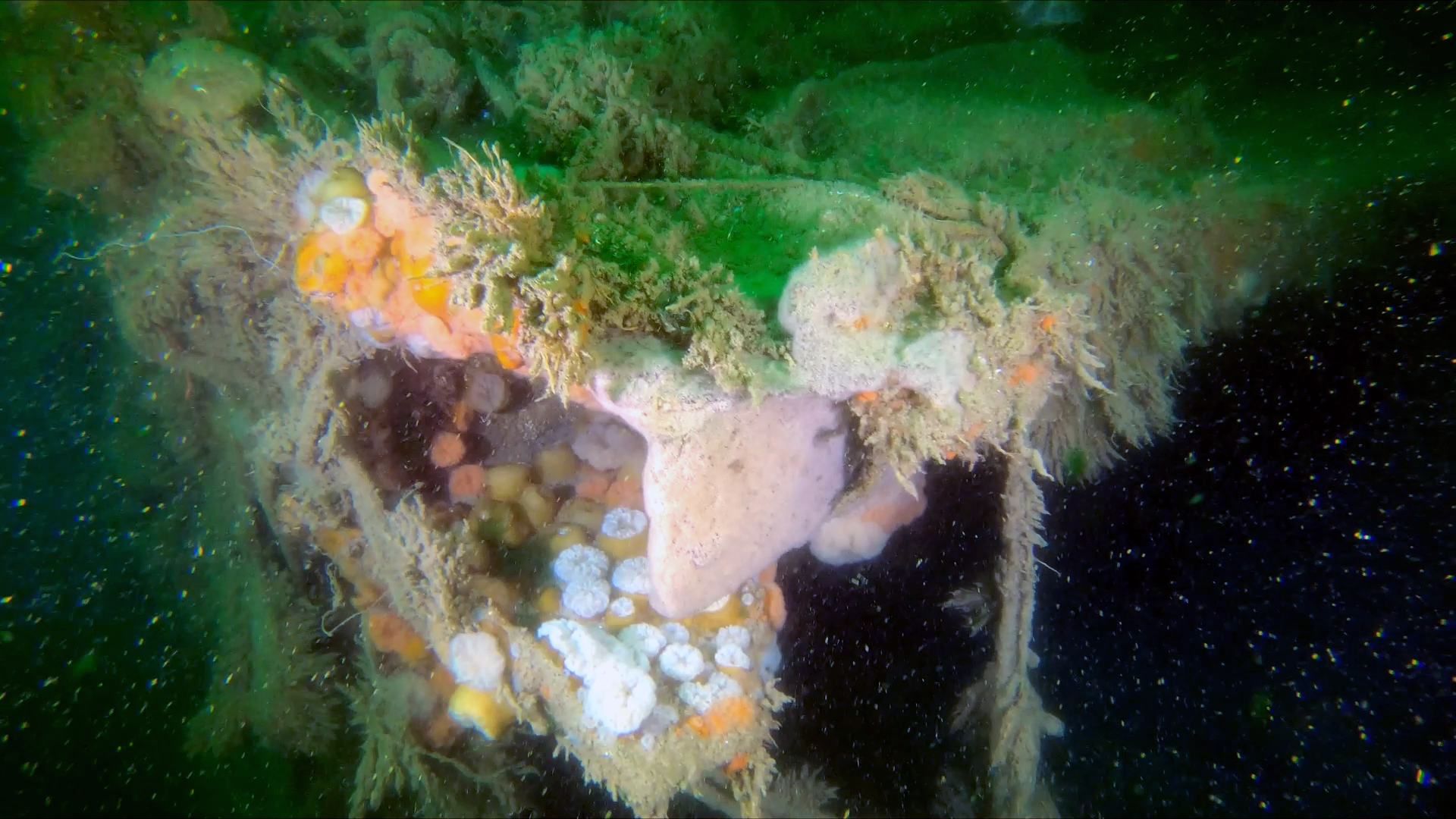Een tijdens de Tweede Wereldoorlog gezonken schip beroert nog steeds de zeebodem