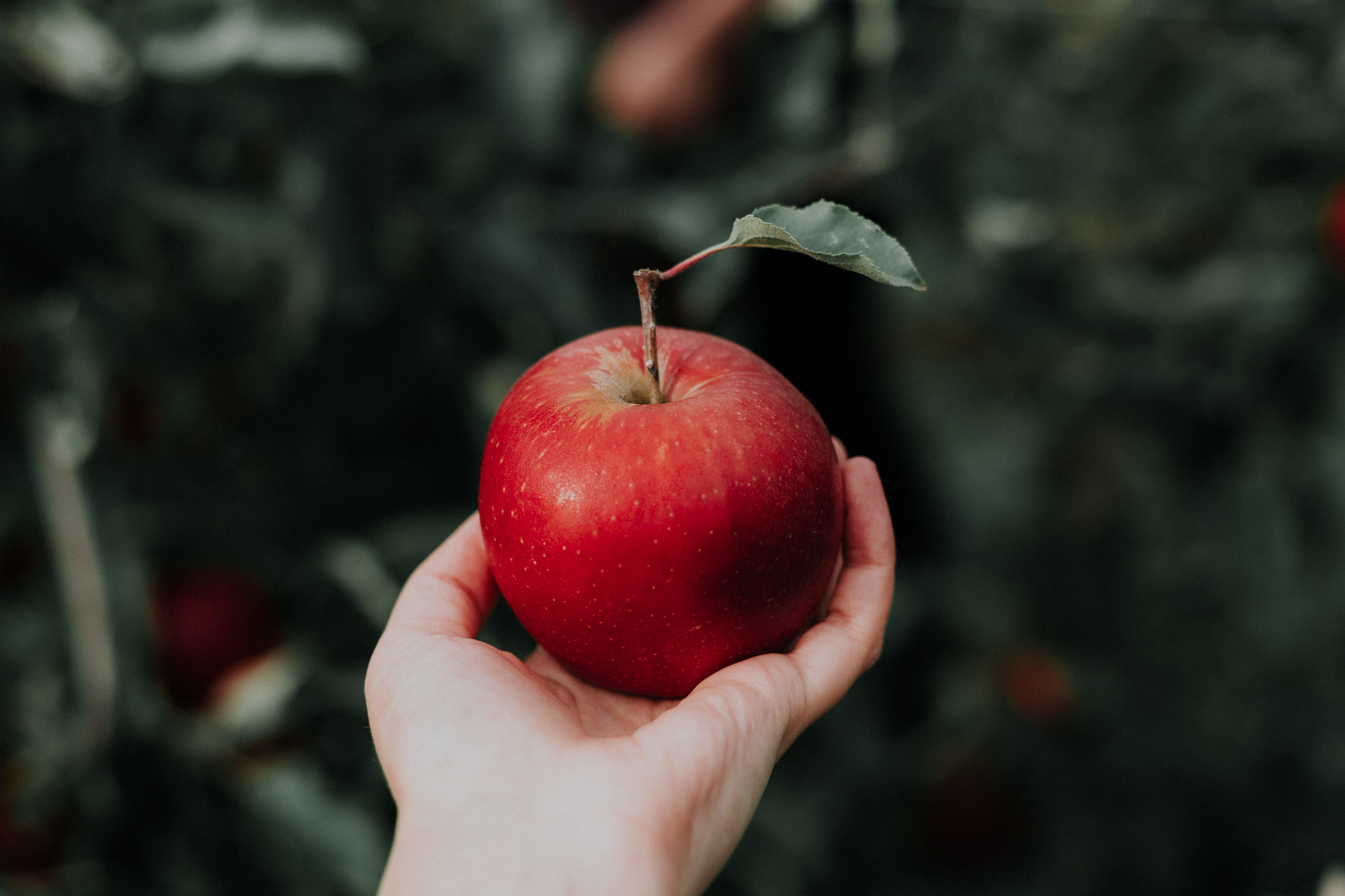 Priscilla Du Preez - Unsplash
