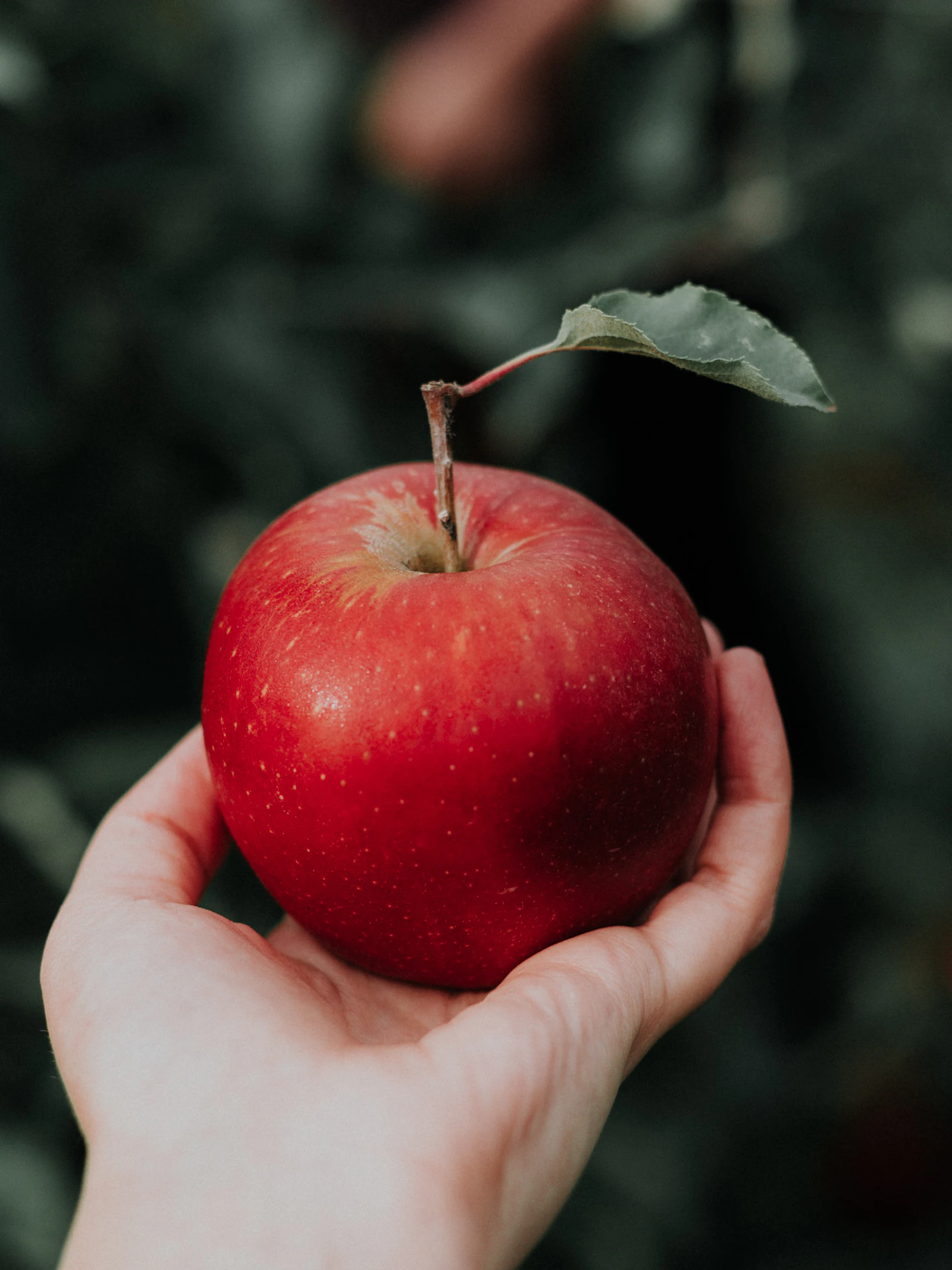 Priscilla Du Preez - Unsplash