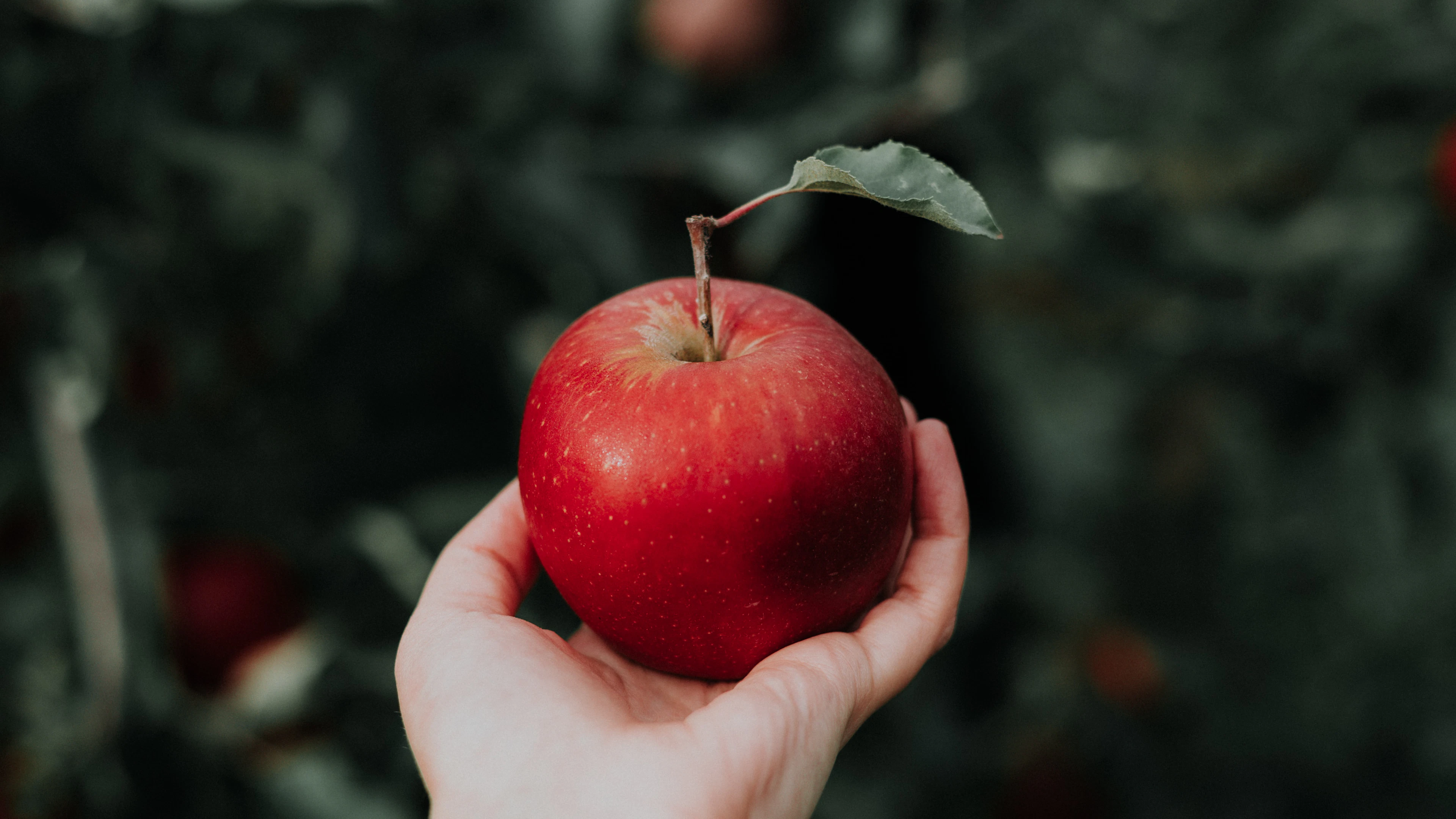 Priscilla Du Preez - Unsplash