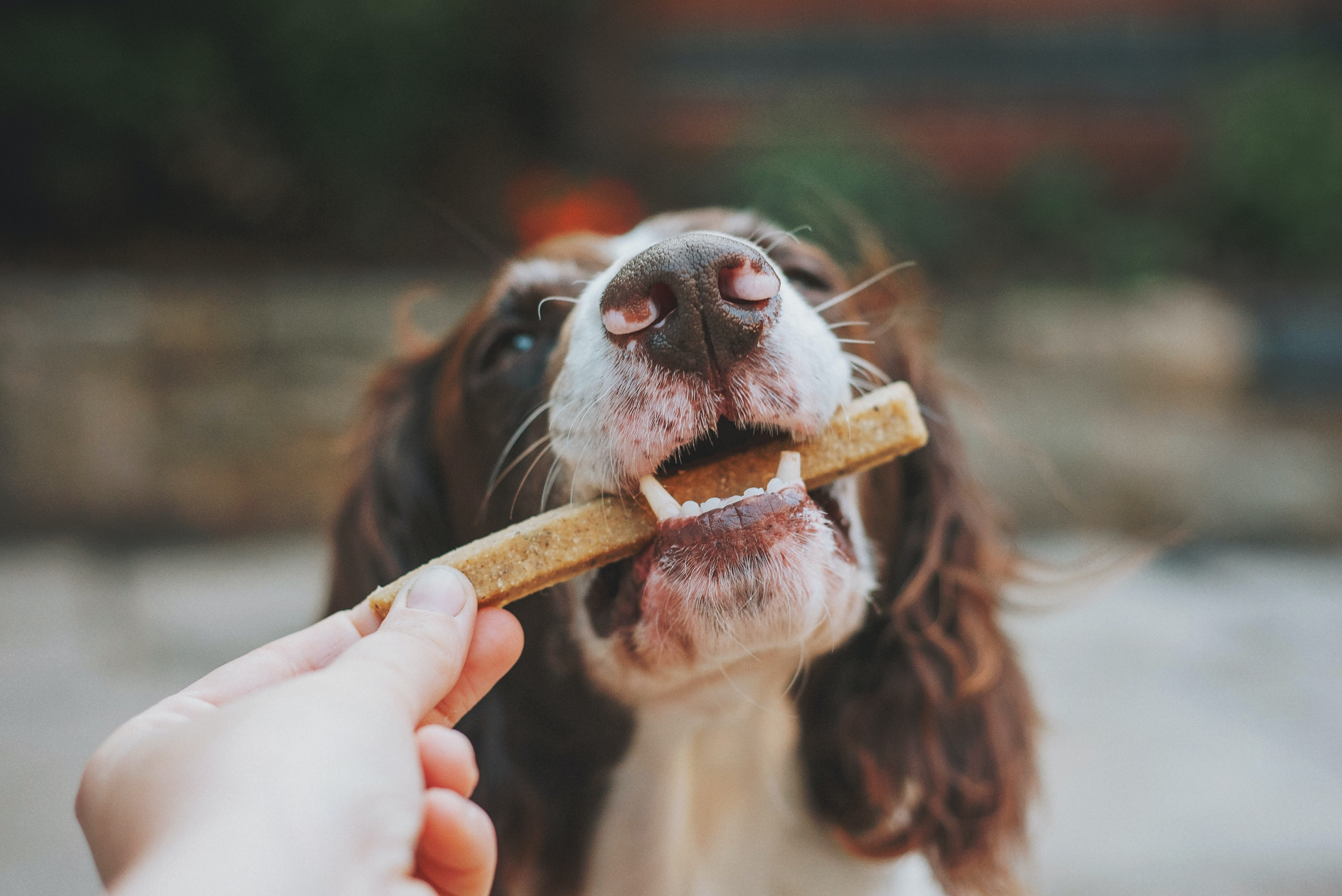 Veganistische voeding is (nog) niet ideaal voor honden