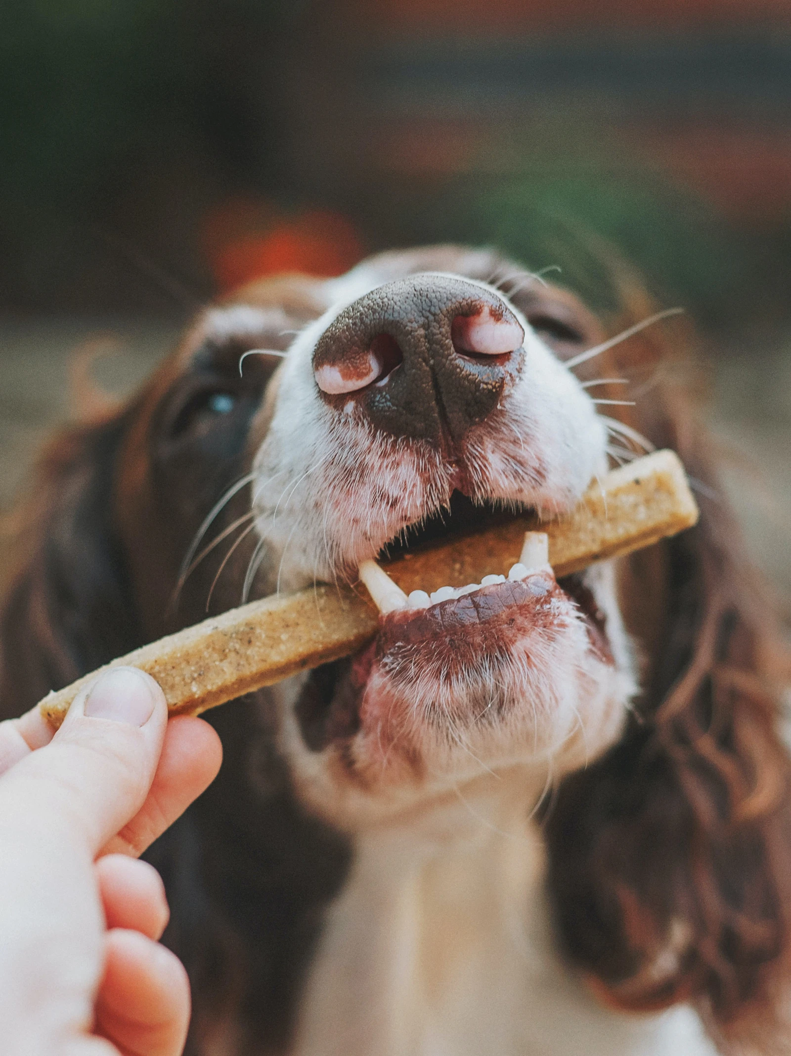 Veganistische voeding is (nog) niet ideaal voor honden