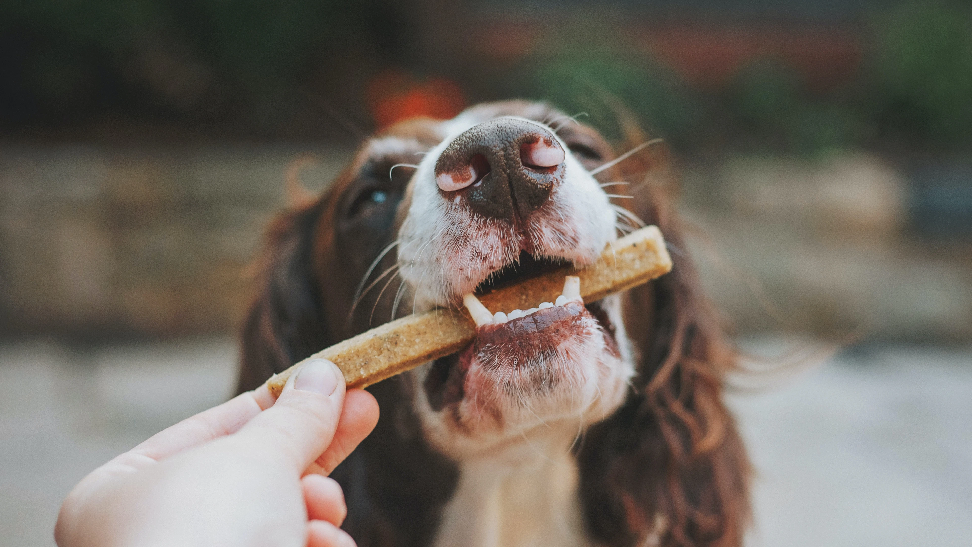 Veganistische voeding is (nog) niet ideaal voor honden
