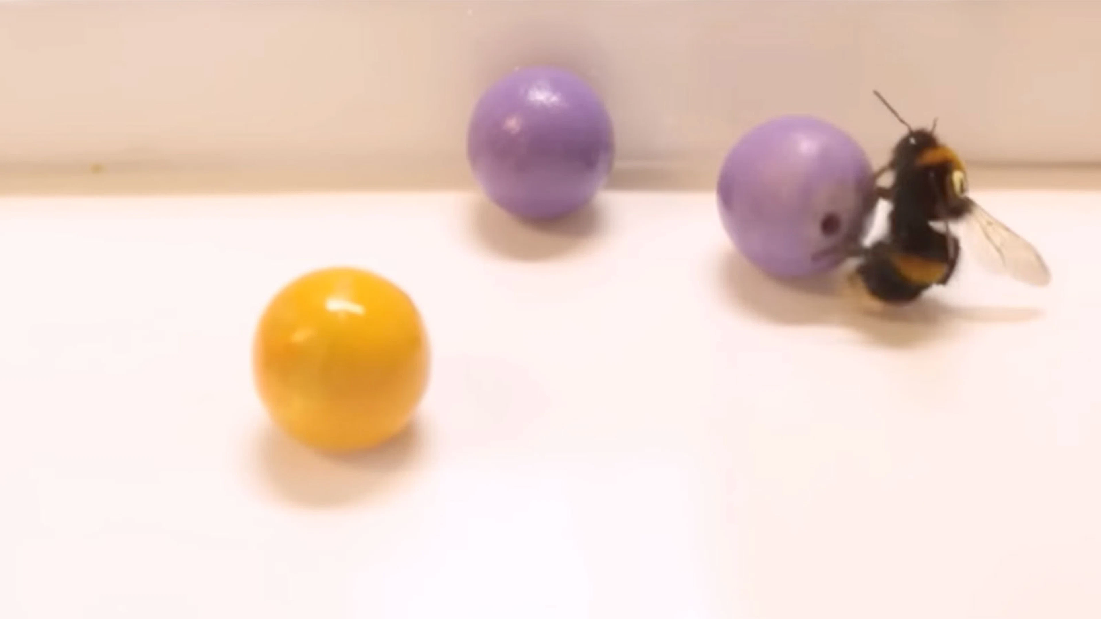 Rode Duivels missen spelvreugde? Kijk naar de hommel!