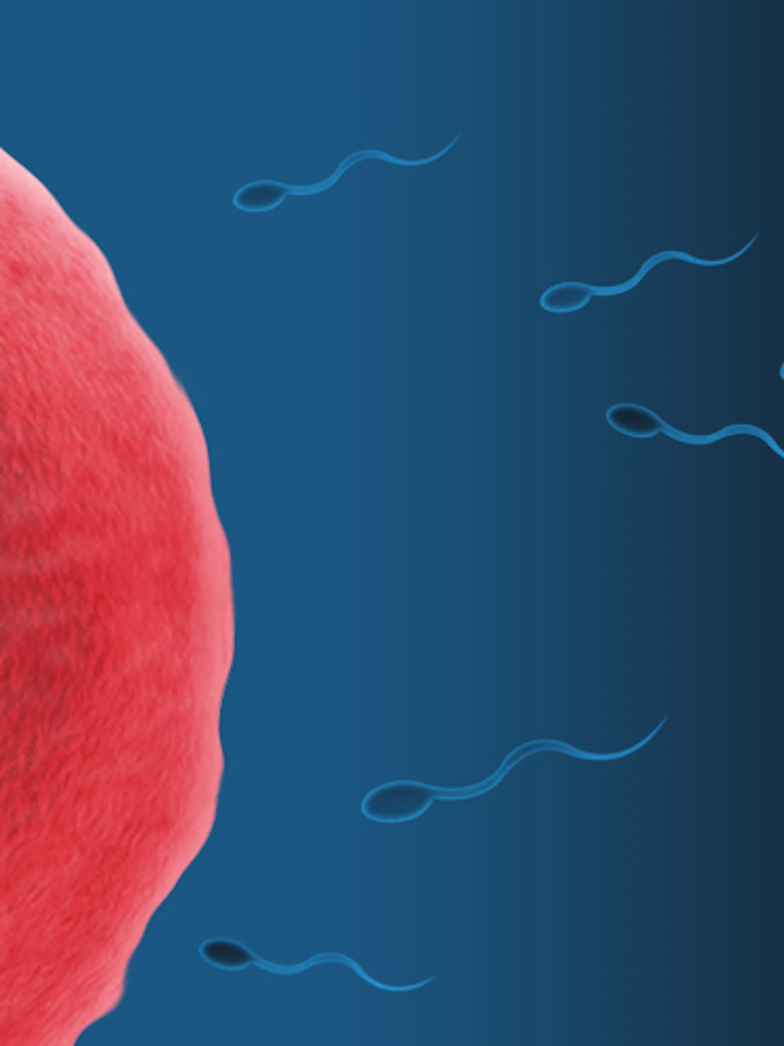 Nieuwe vorm van anticonceptie in ontwikkeling: vaginale gel blokkeert sperma
