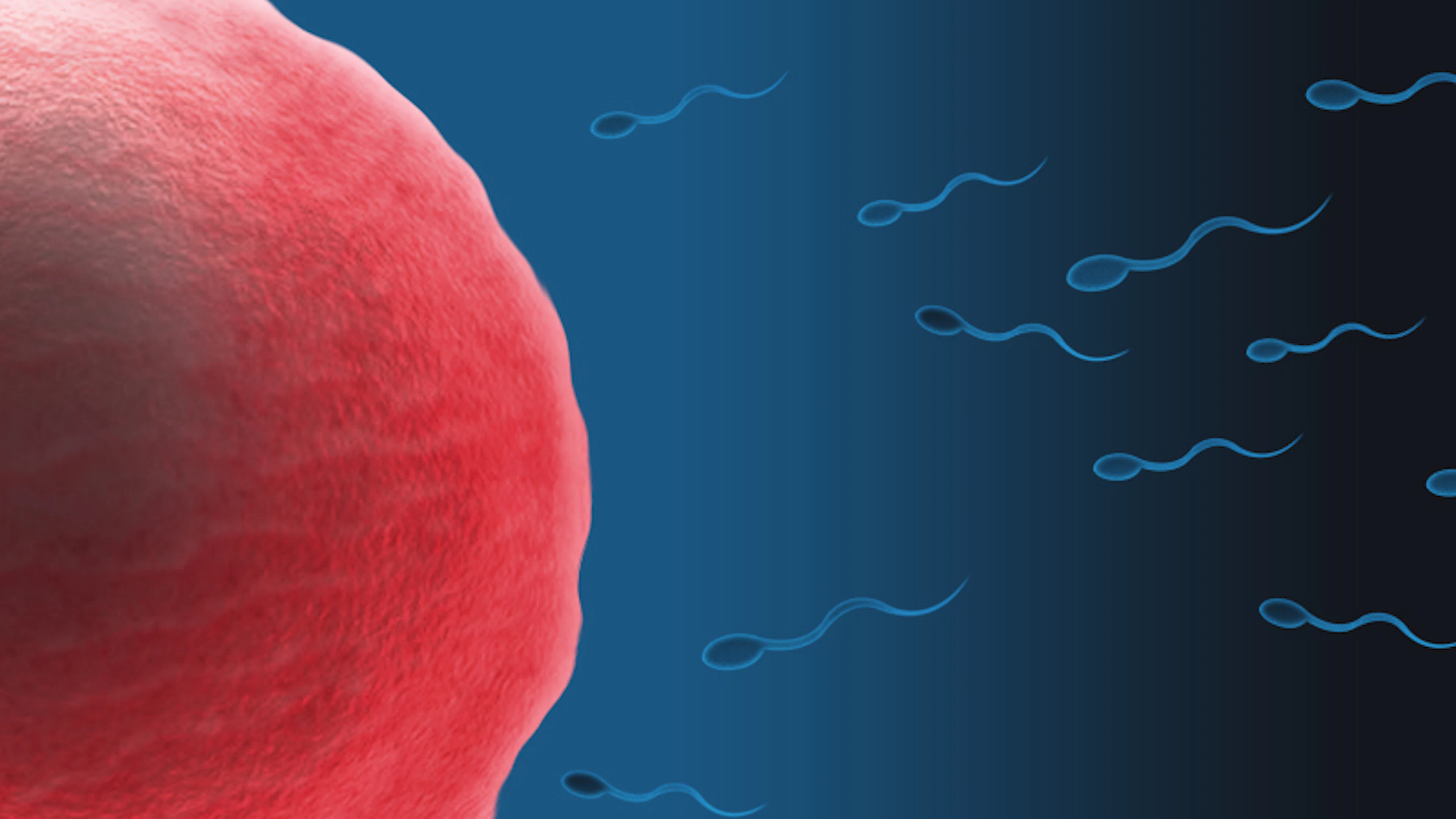 Nieuwe vorm van anticonceptie in ontwikkeling: vaginale gel blokkeert sperma