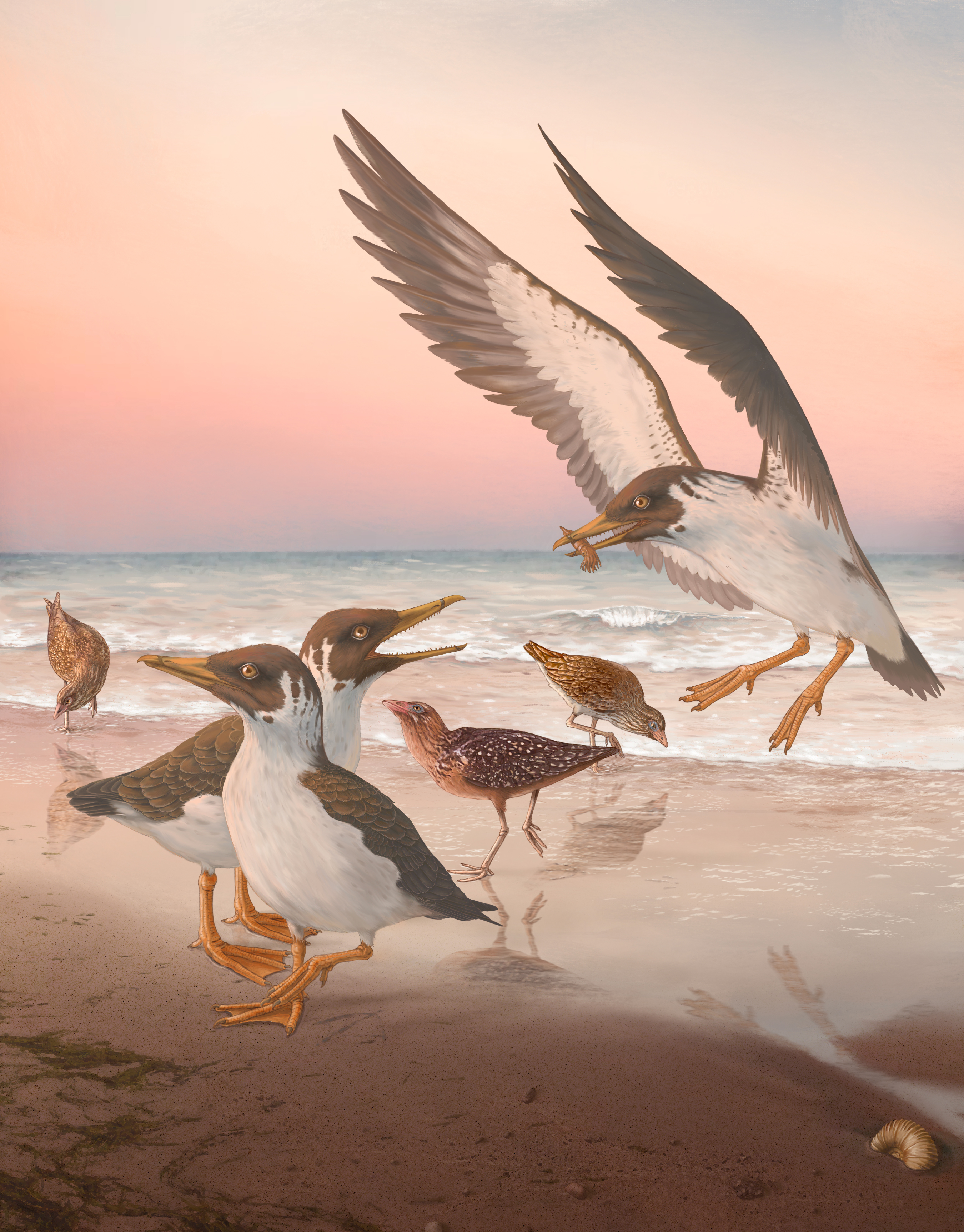 Vogels evolueerden anders dan we dachten, toont deze ‘Belgische’ oermeeuw