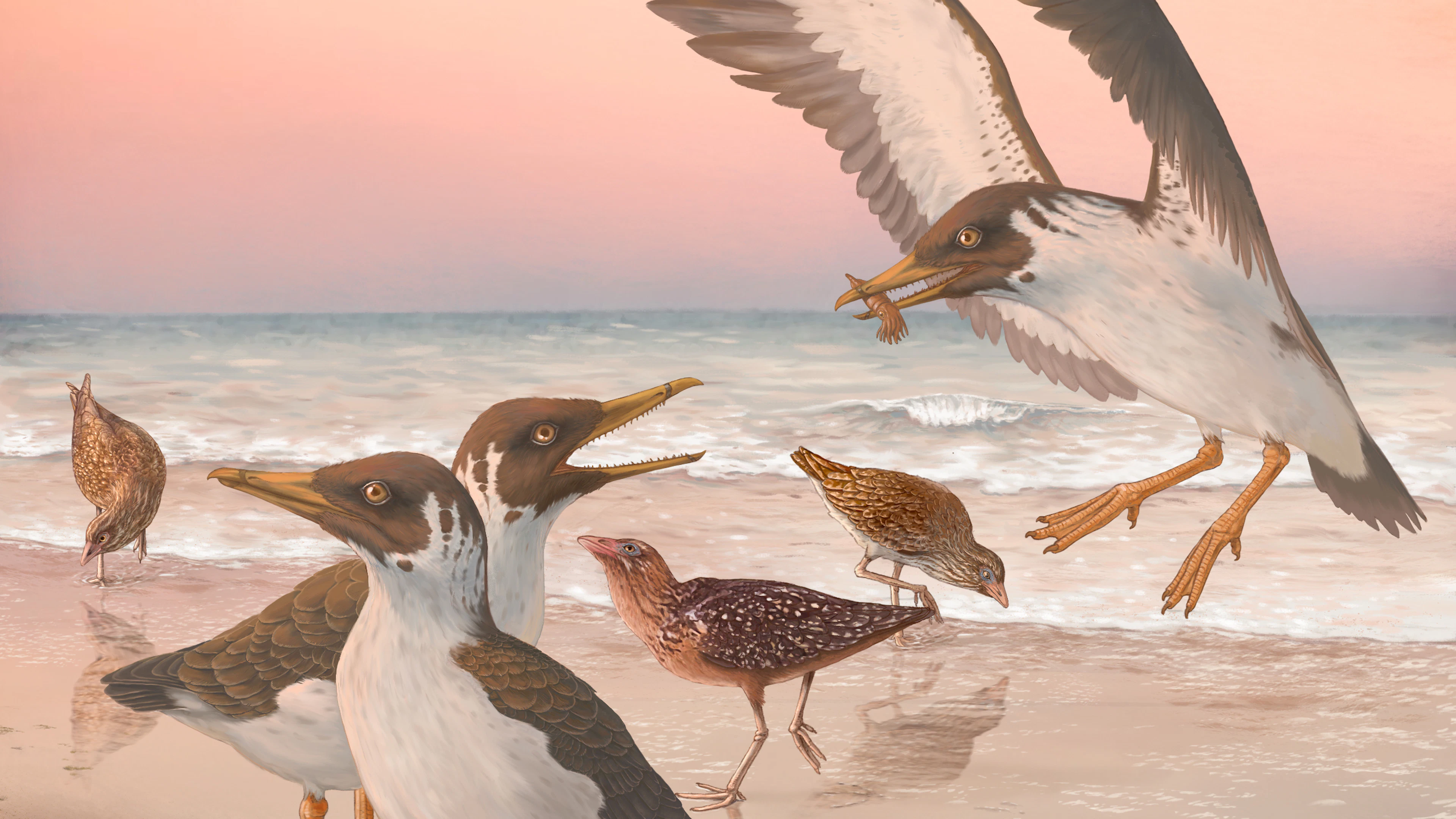 Vogels evolueerden anders dan we dachten, toont deze ‘Belgische’ oermeeuw