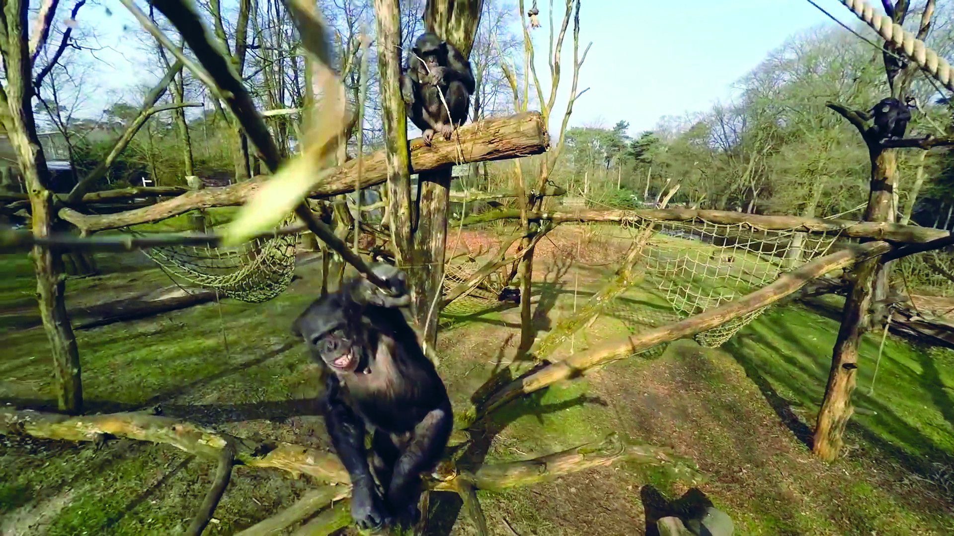 Ook chimpansees moeten zonnen