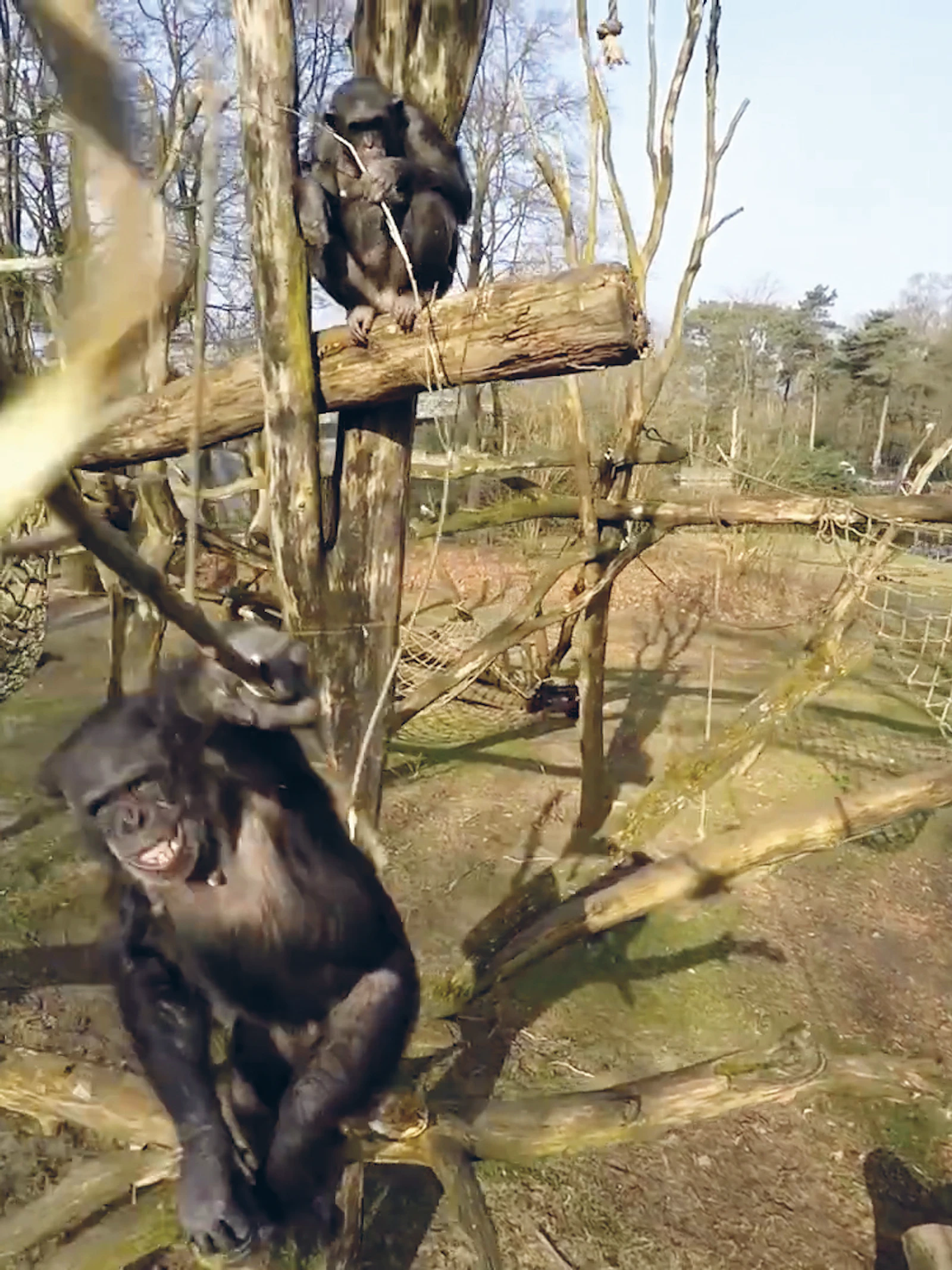 Ook chimpansees moeten zonnen