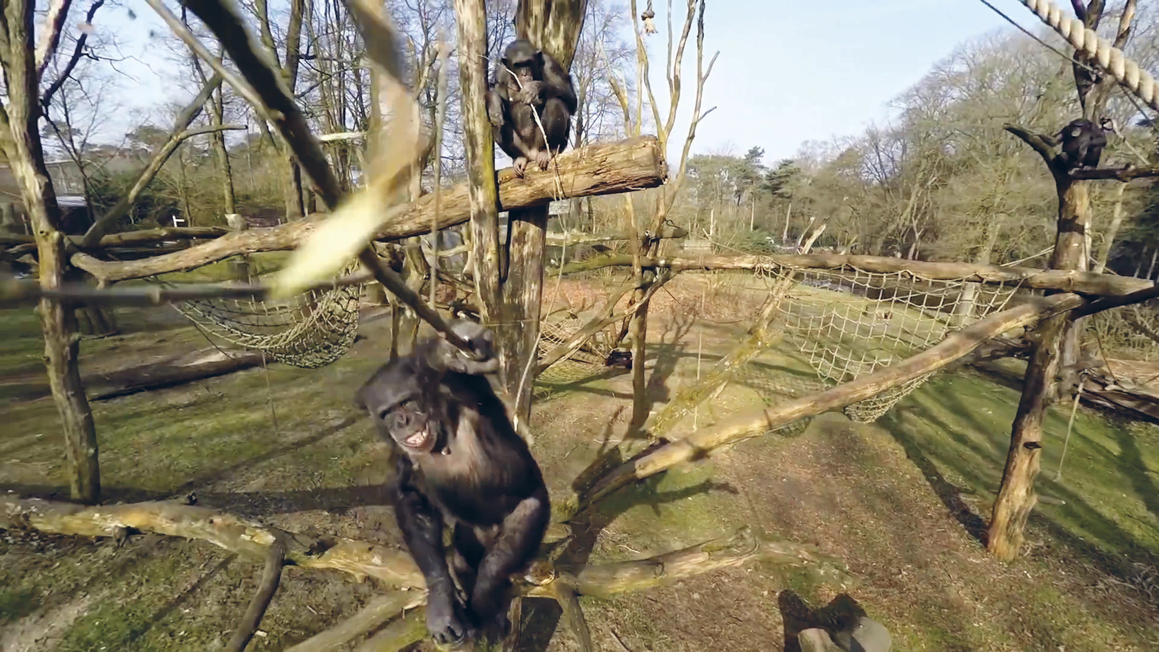 Ook chimpansees moeten zonnen