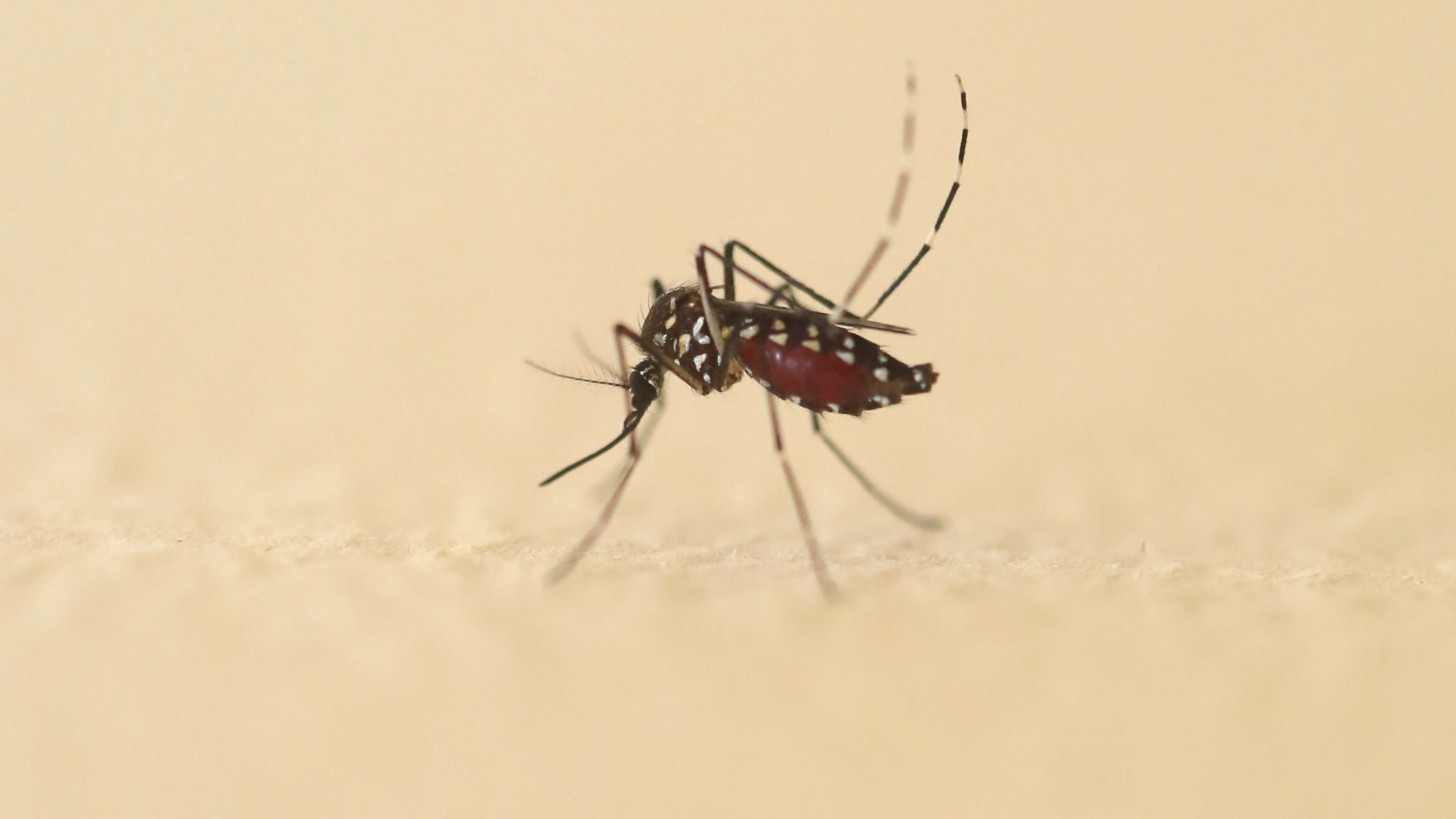 Onverwacht veel tijgermuggen ontdekt in België