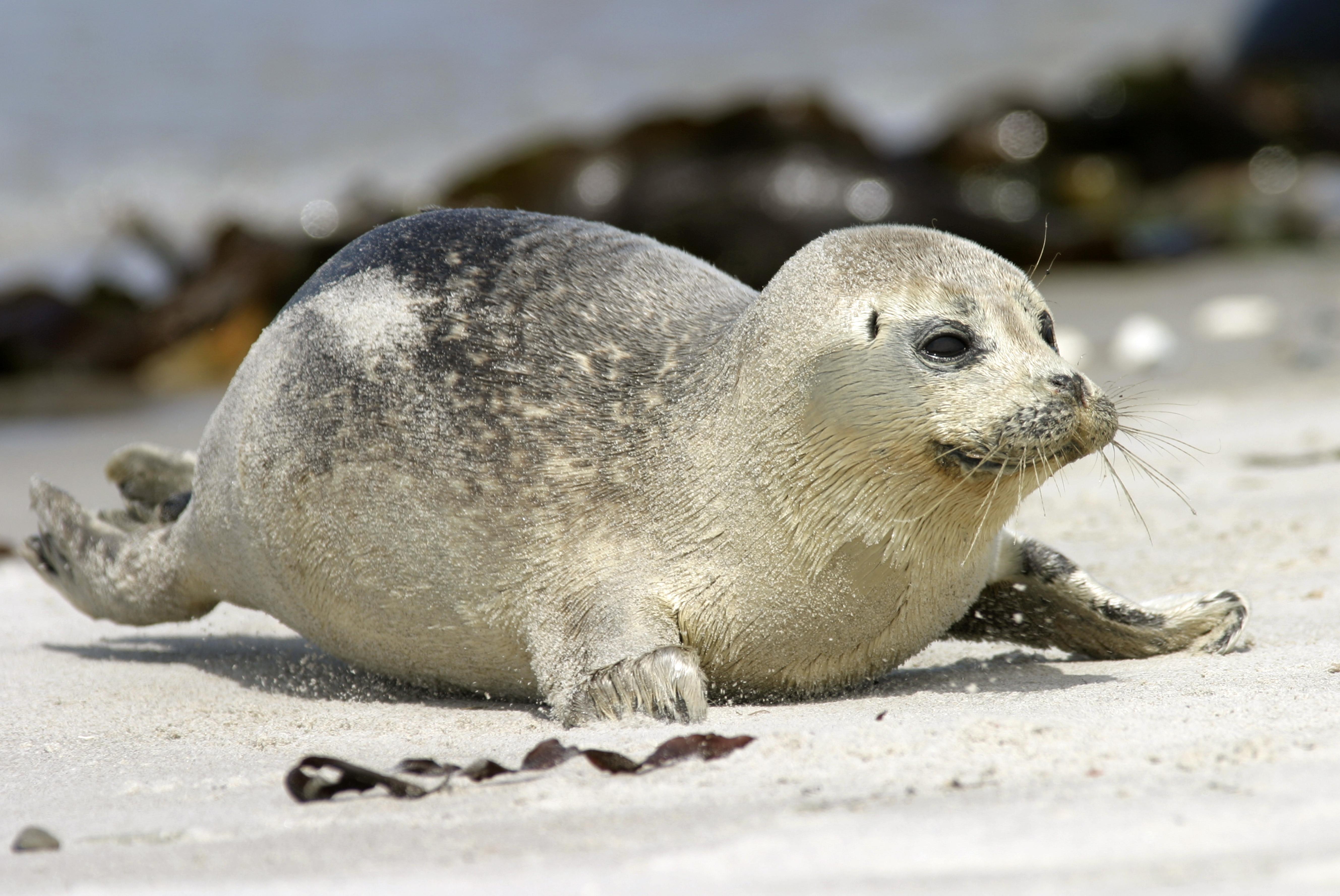 Wetenschappers horen zeehondenpups ‘zingen’
