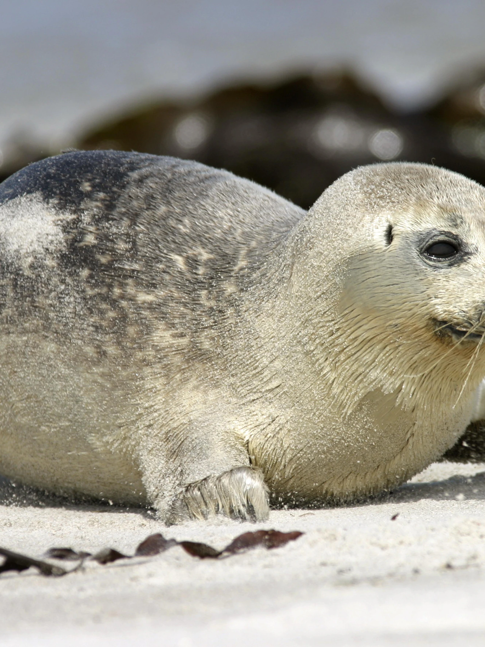 Wetenschappers horen zeehondenpups ‘zingen’