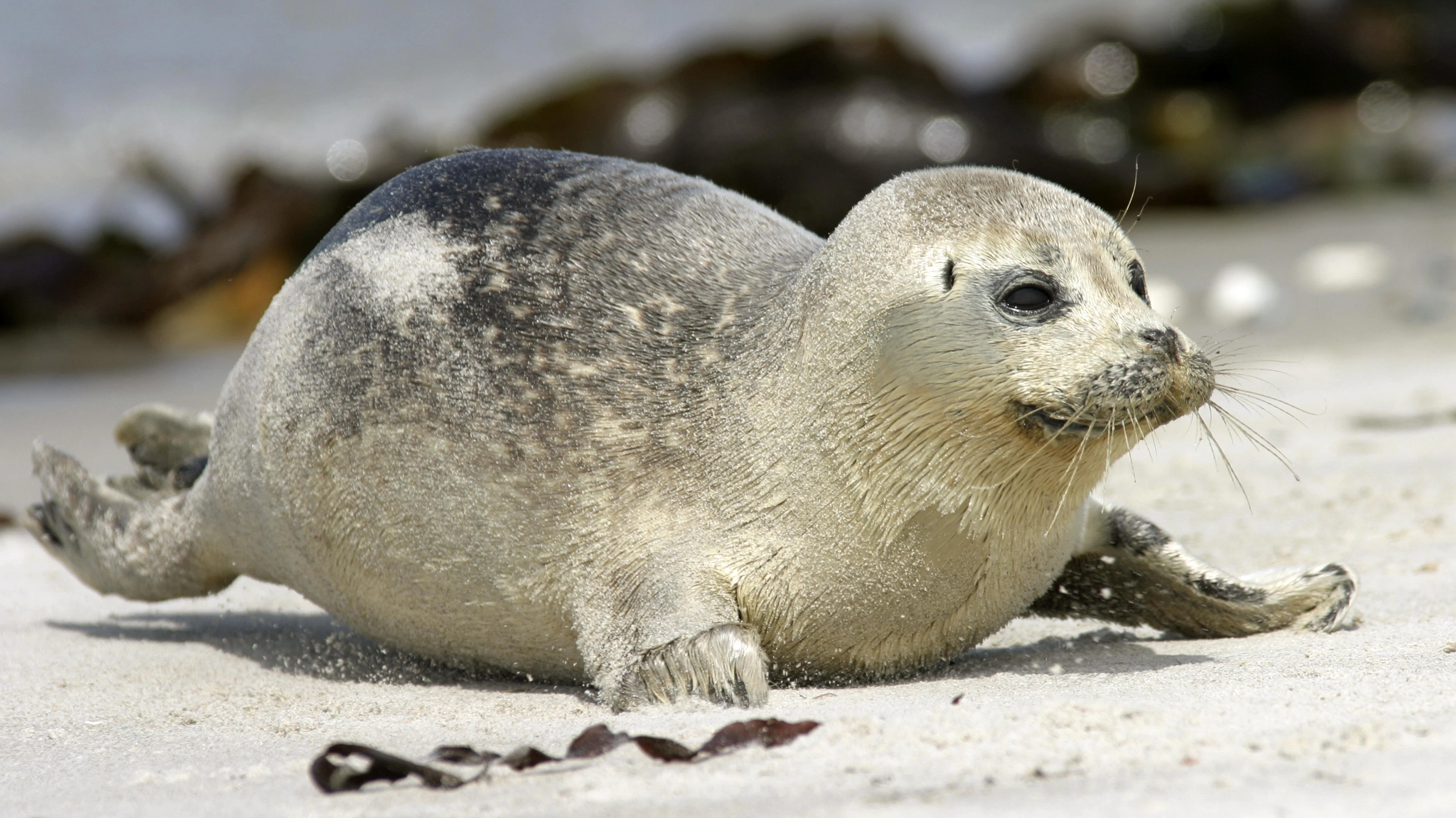Wetenschappers horen zeehondenpups ‘zingen’