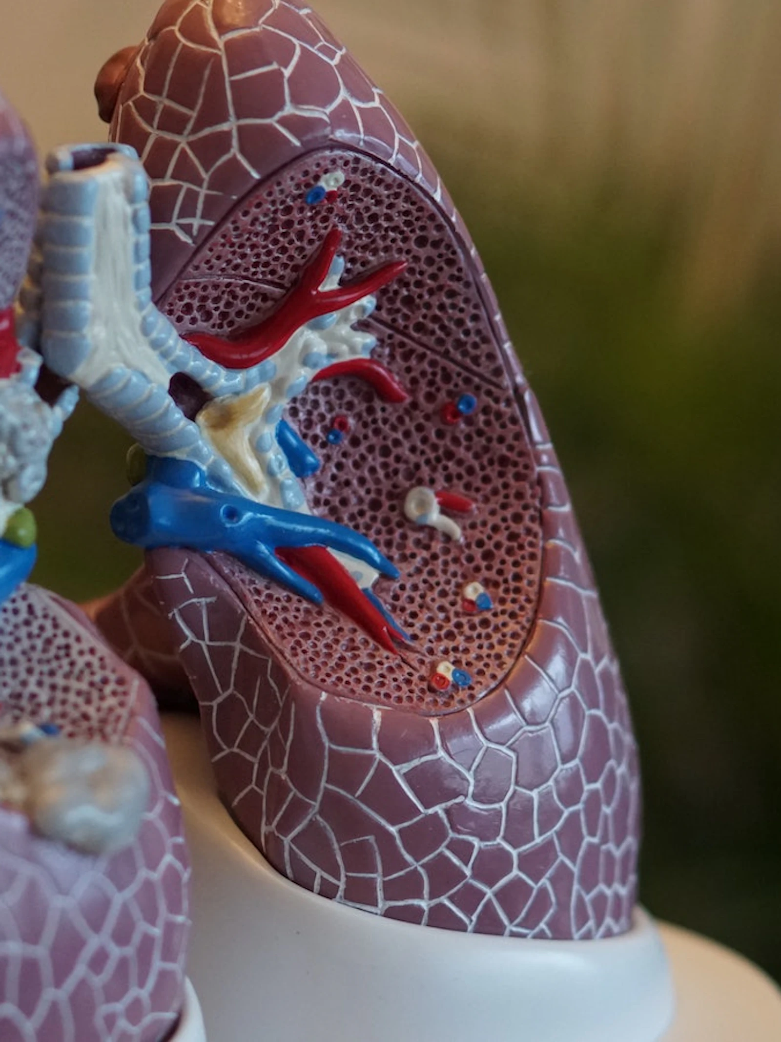 Vooruitblik 2023 - Microbioom of afweersysteem: wat is verantwoordelijk voor longziektes?