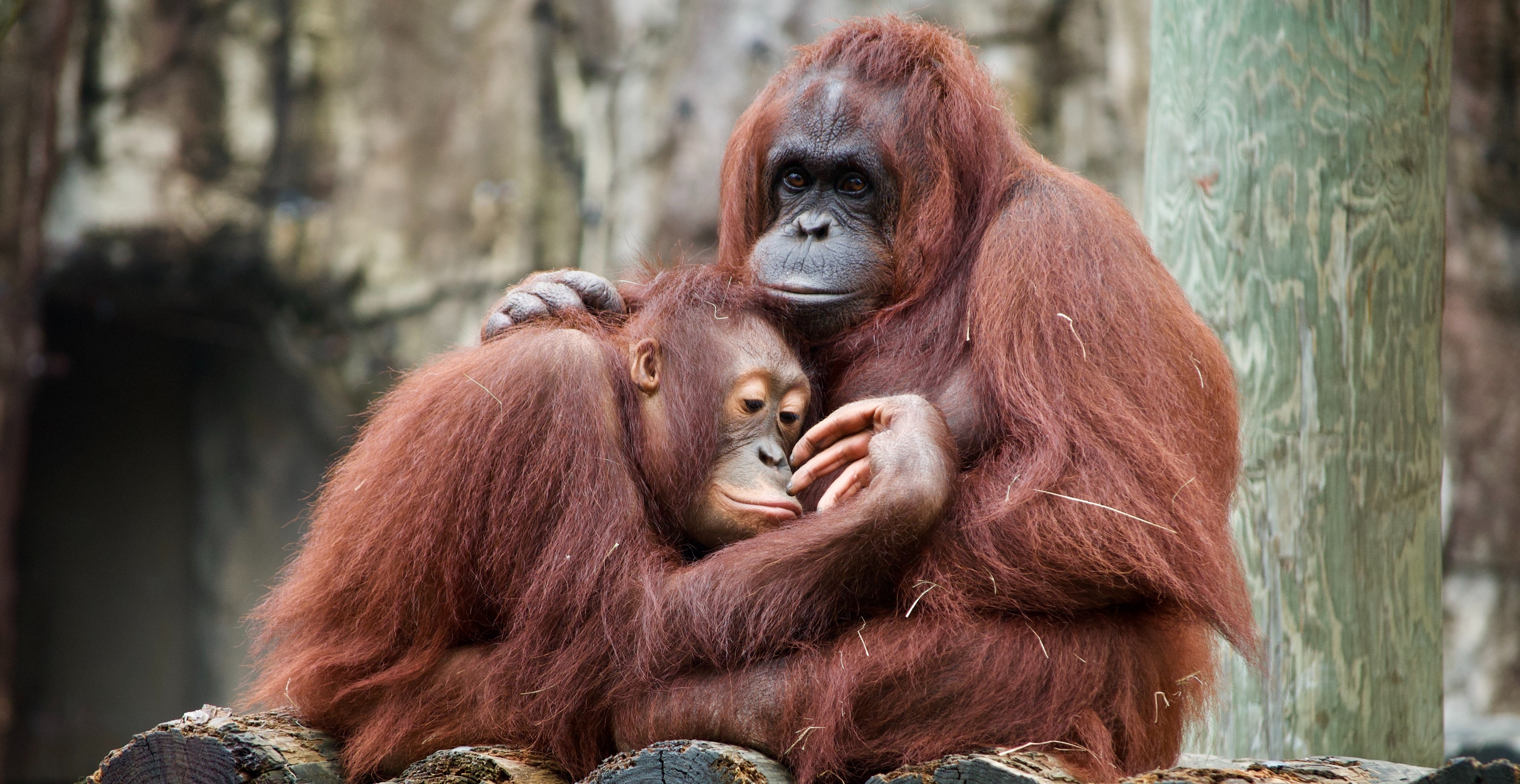Orang-oetans communiceren met medeklinkers, net zoals de mens