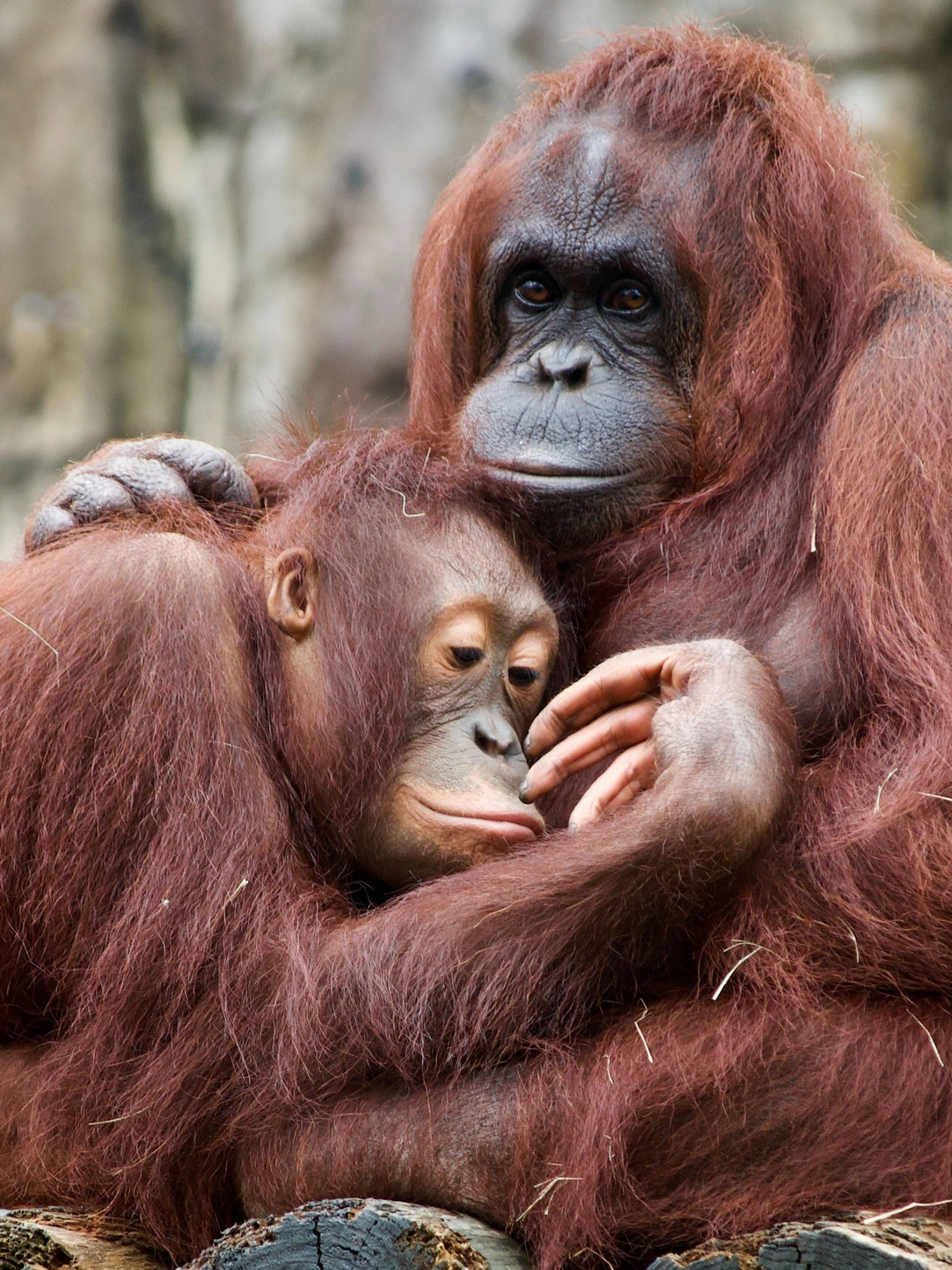 Orang-oetans communiceren met medeklinkers, net zoals de mens
