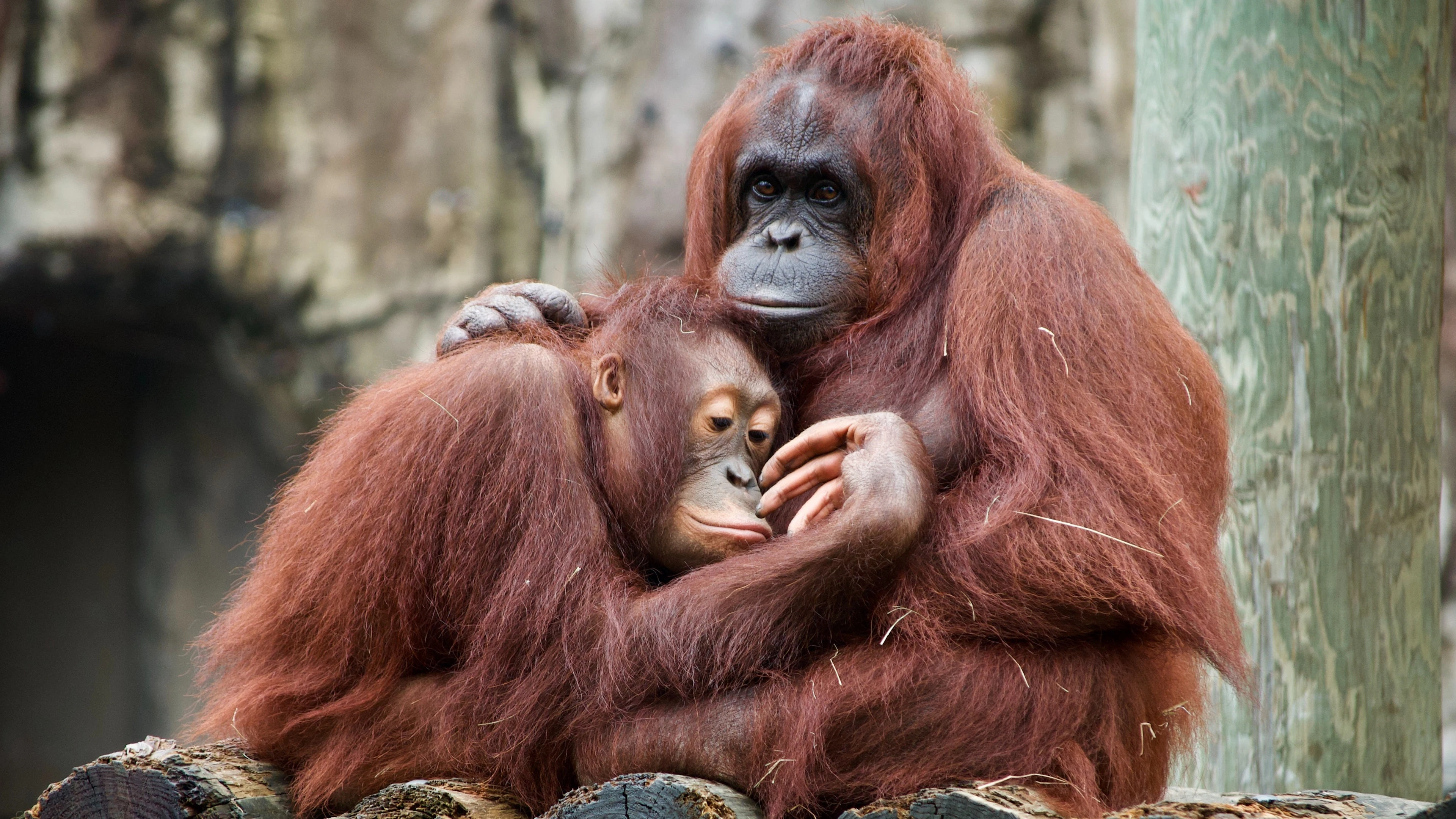 Orang-oetans communiceren met medeklinkers, net zoals de mens