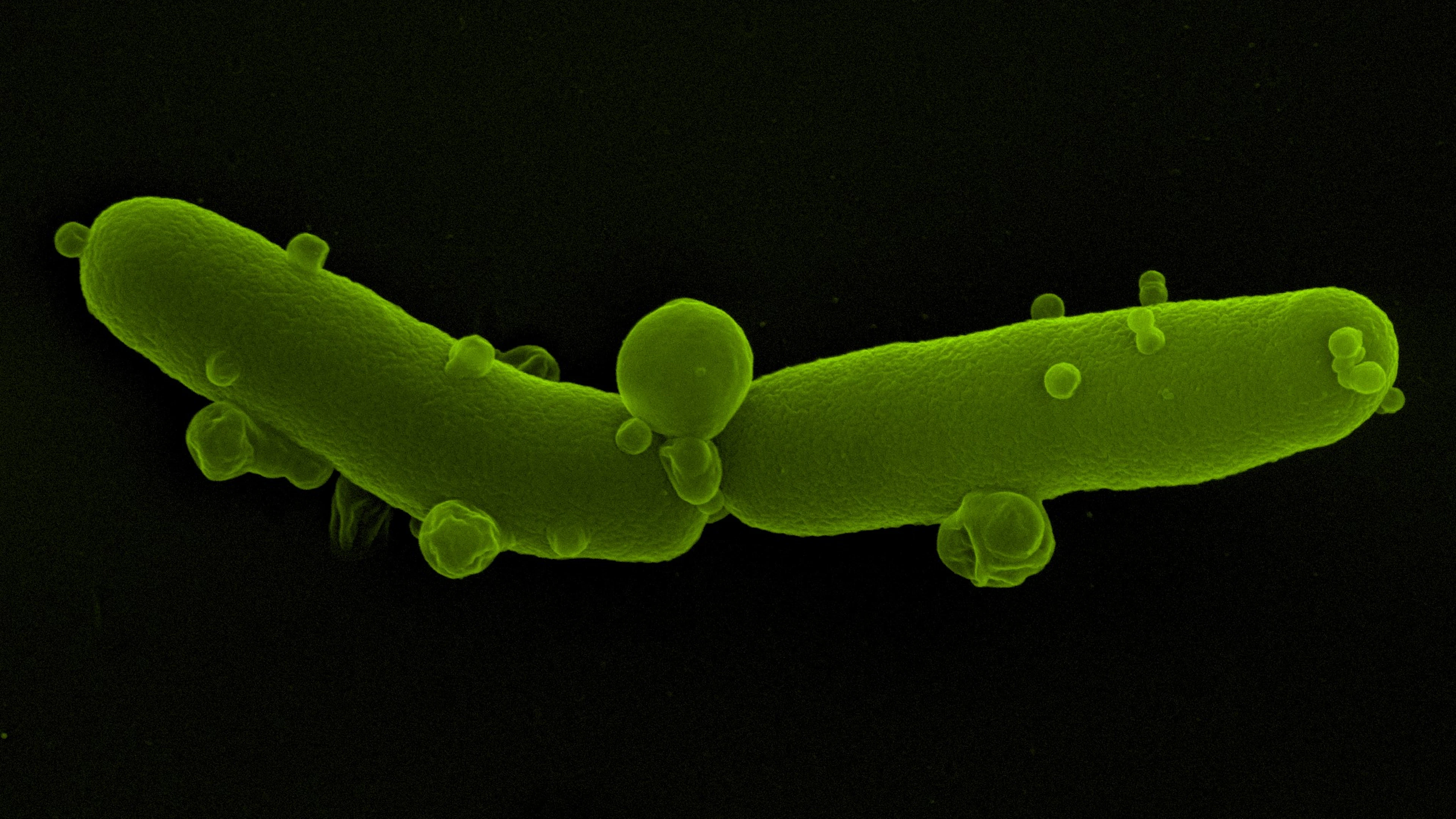 Een Escherichia coli bacterie die aan het sterven is Het gevecht tegen antibioticumresistentie