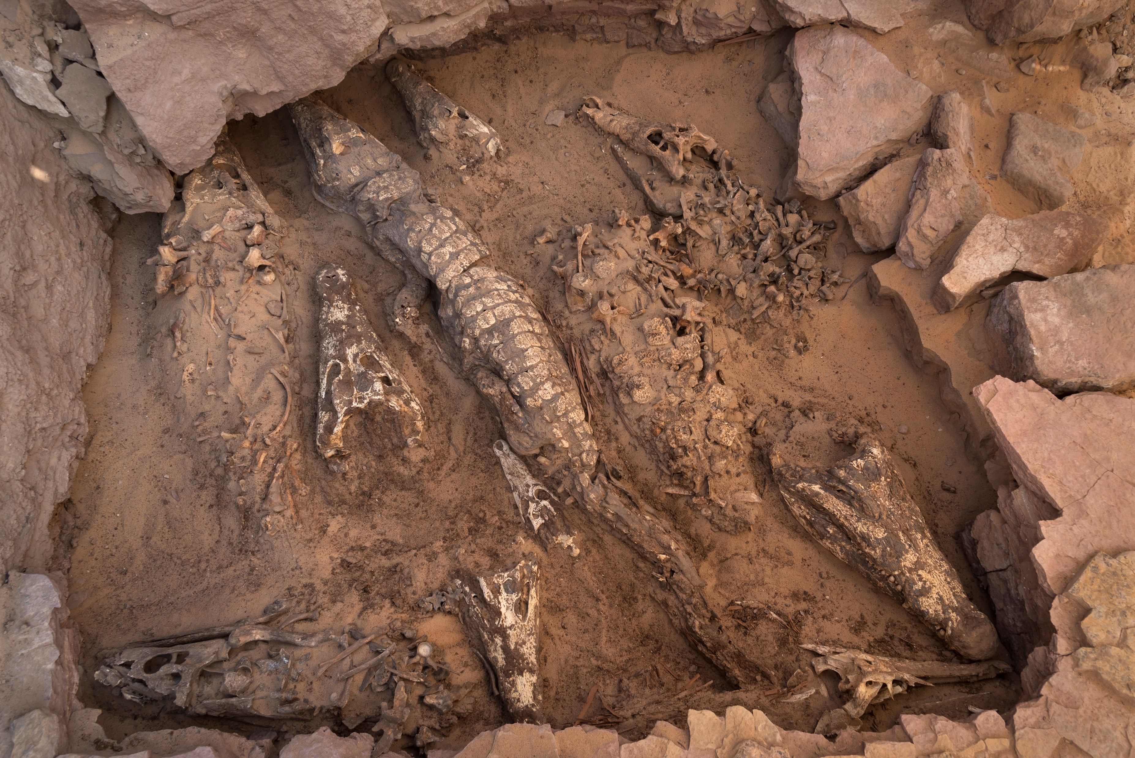 Tien krokodillenmummies in een onverstoord graf in Qubbat al-Hawā, ontdekt in 2019. (Foto: Patricia Mora Riudavets)