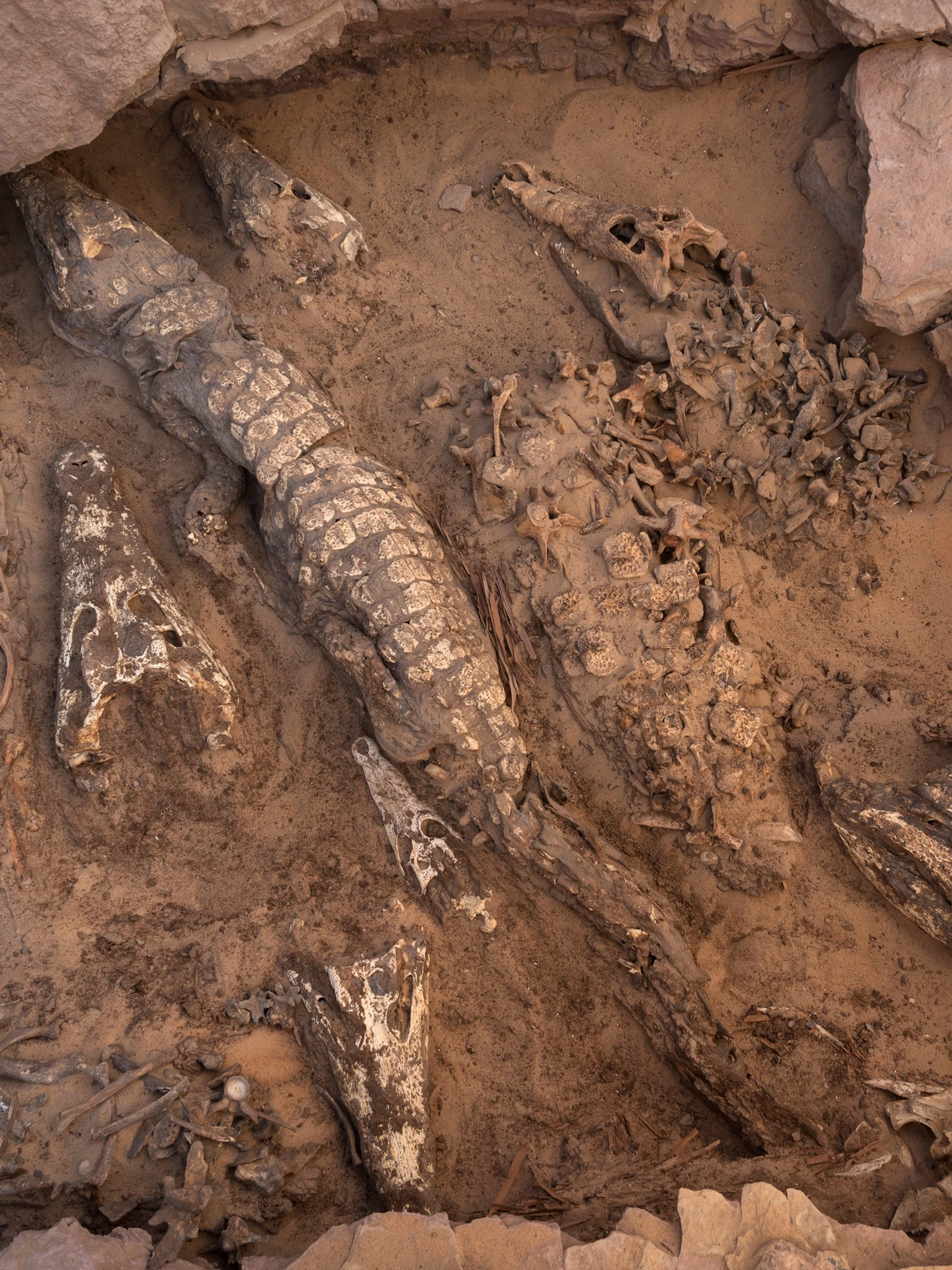 Graftome met tien krokodillenmummies. Tien krokodillenmummies in een onverstoord graf in Qubbat al-Hawā, ontdekt in 2019. (Foto: Patricia Mora Riudavets)