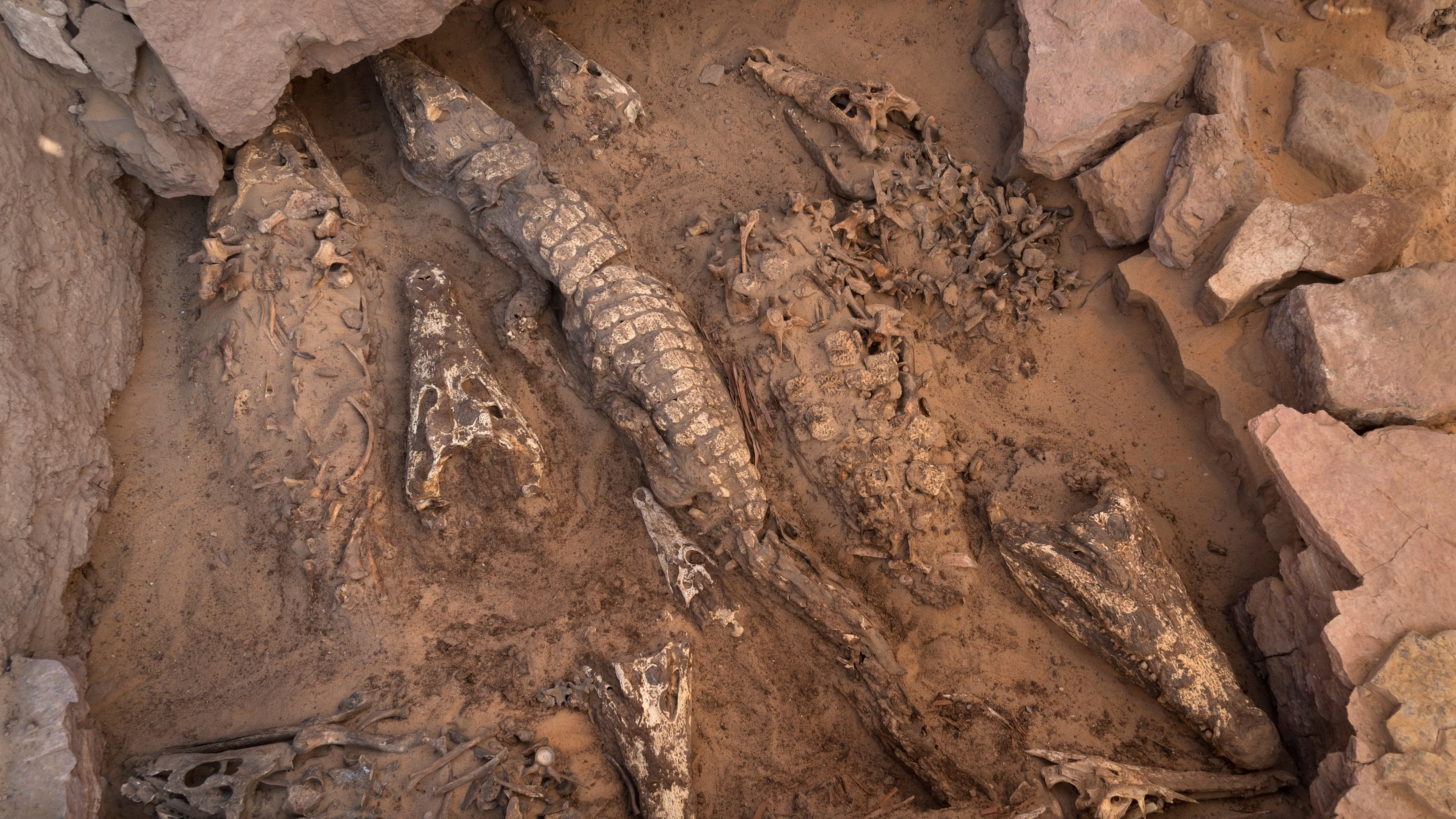 Graftome met tien krokodillenmummies. Tien krokodillenmummies in een onverstoord graf in Qubbat al-Hawā, ontdekt in 2019. (Foto: Patricia Mora Riudavets)