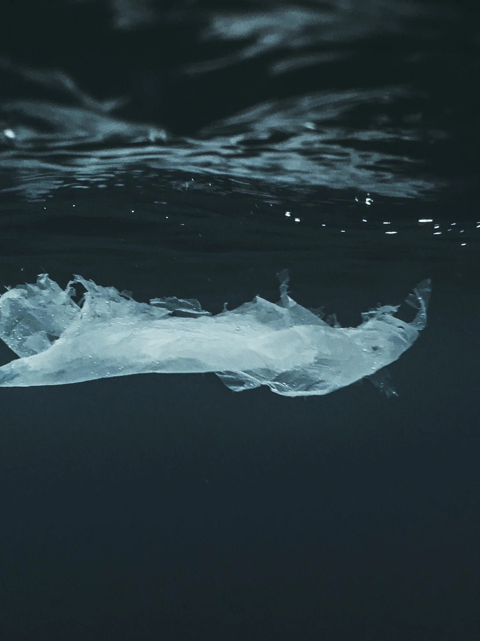 Plastic-etende bacteriën breken afval in zeewater af